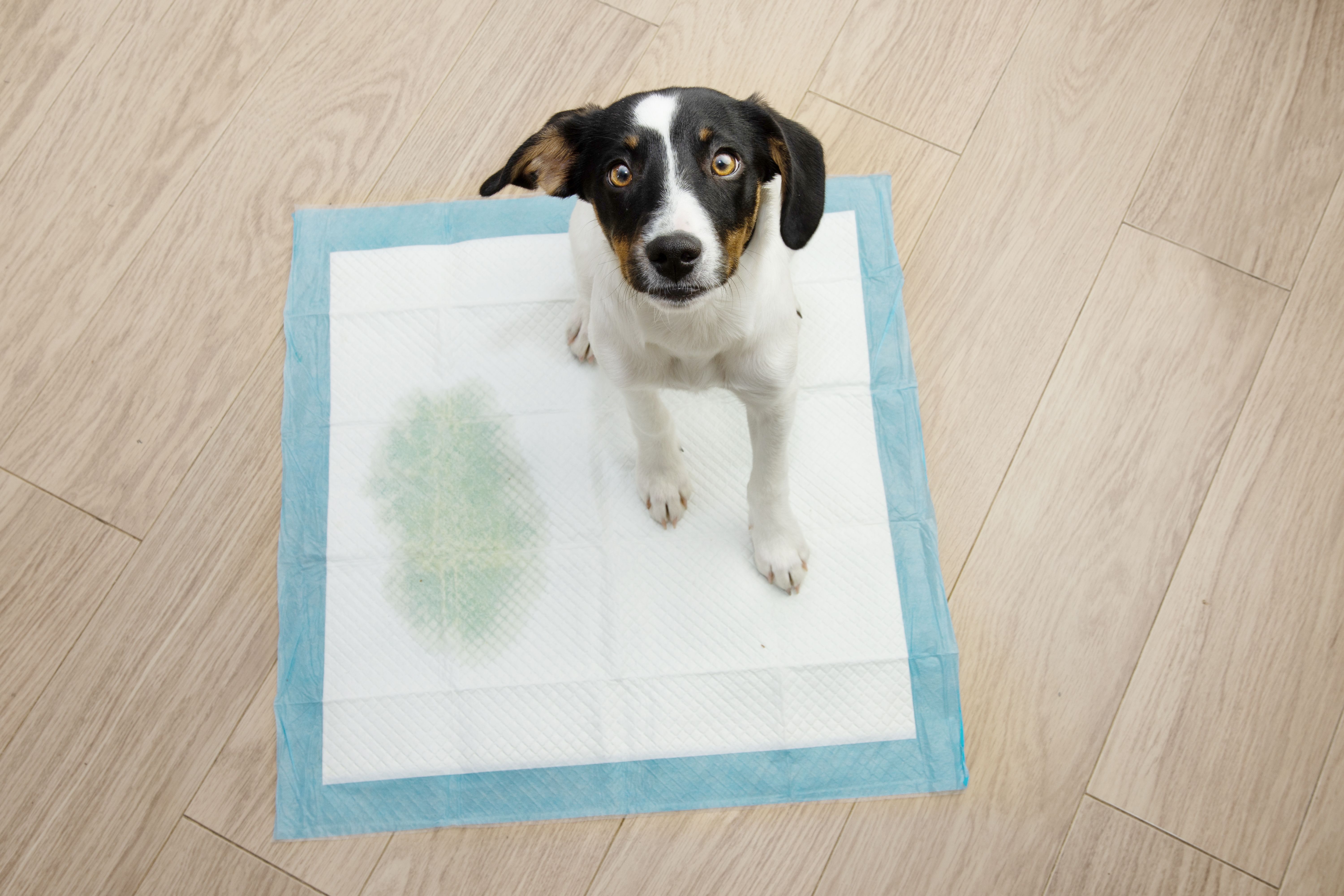 dog pee pad
