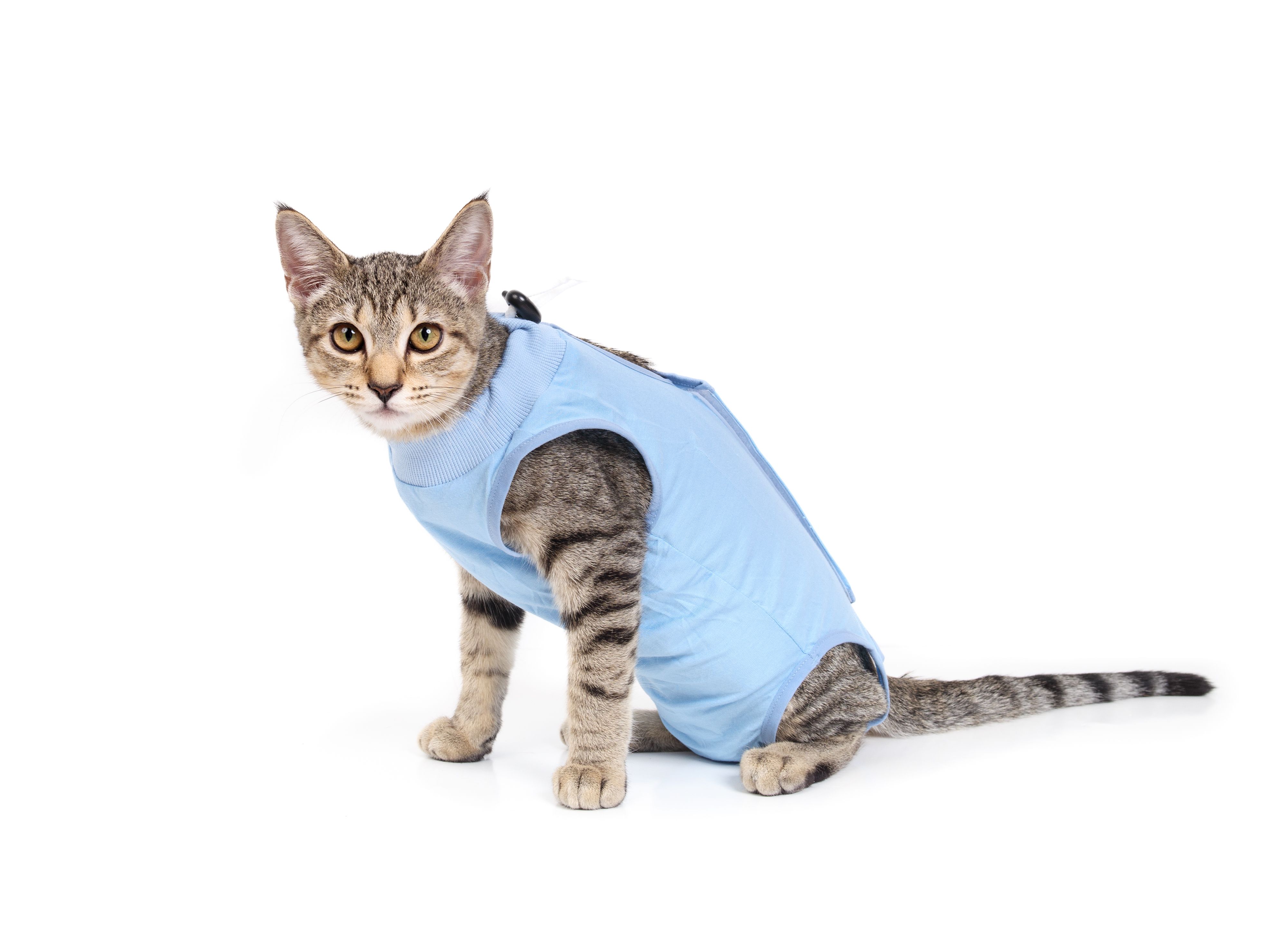 Cat in recovery suit after spay.