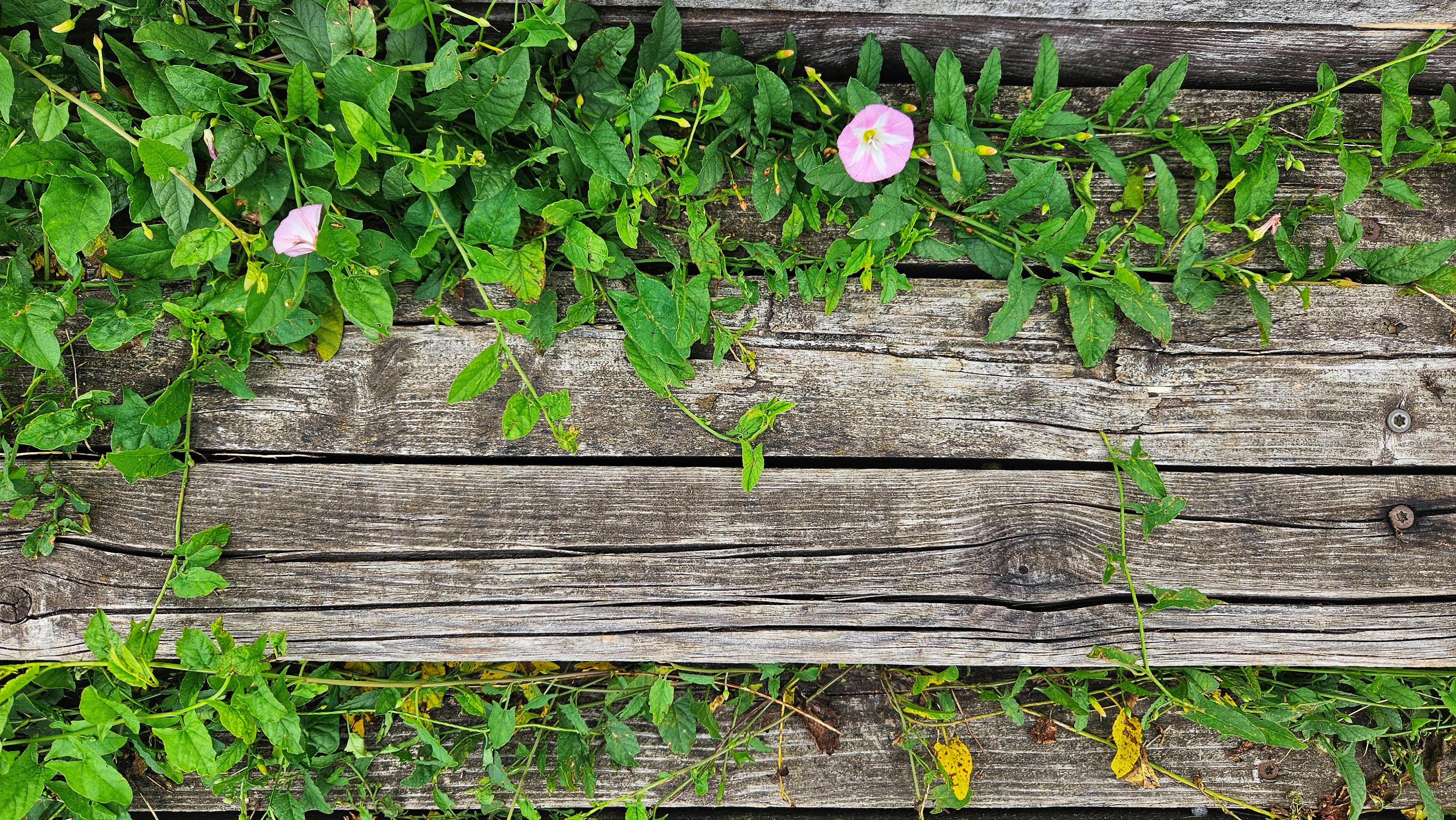reclaimed wood fence