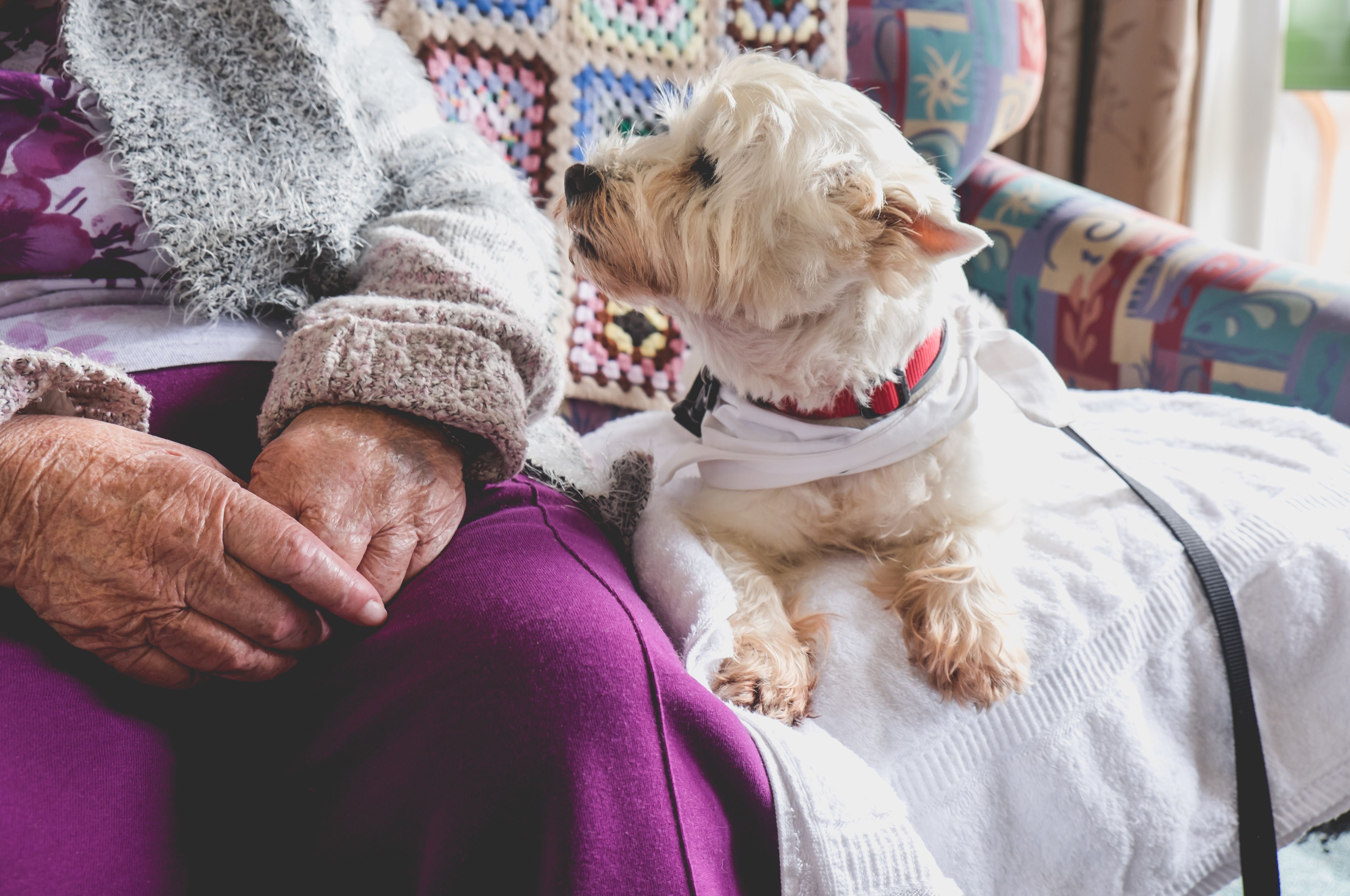 Therapy pet dog on couch next to elderly person in retirement rest home for seniors Therapy pet dog on couch next to elderly person in retirement rest home for seniors