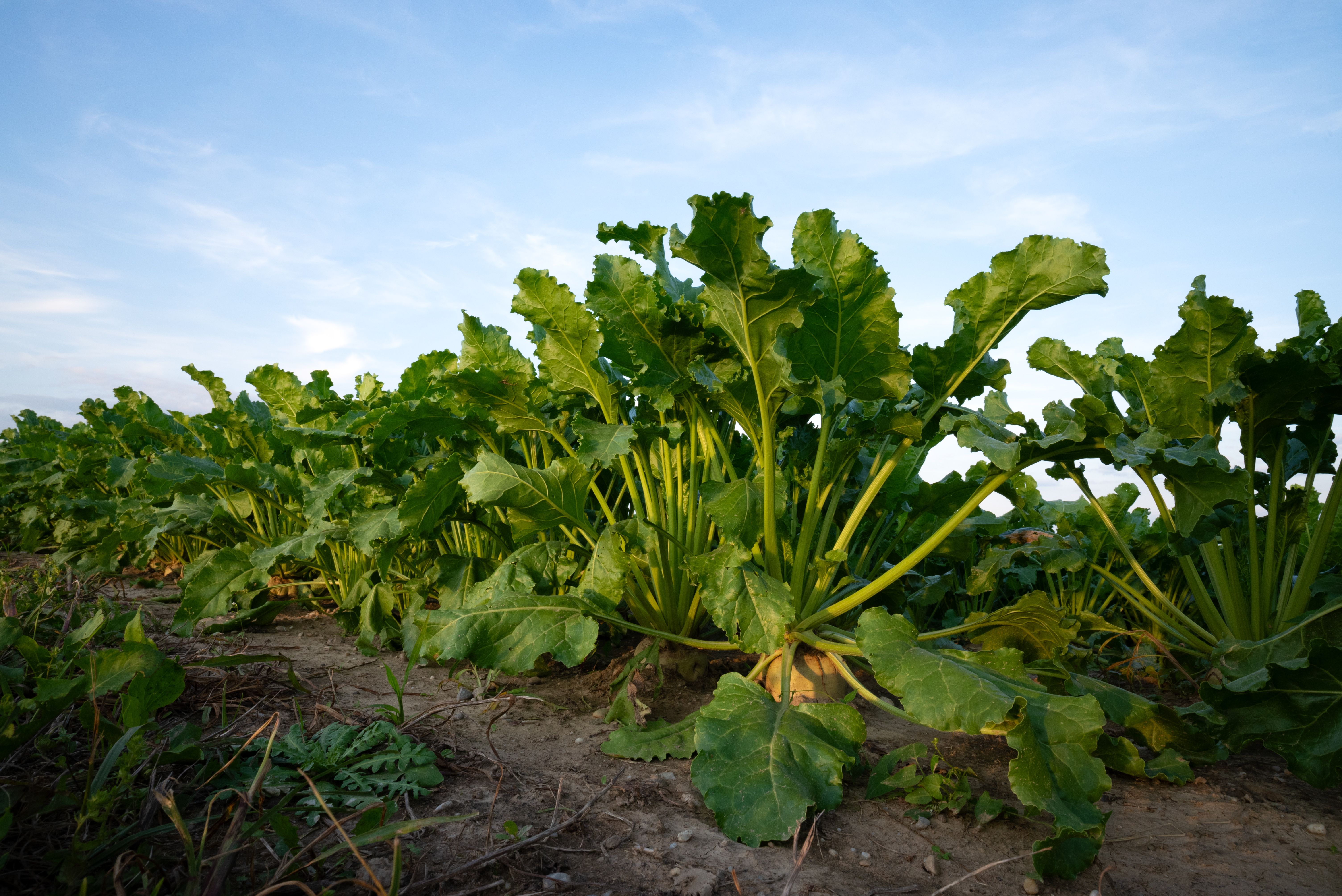 sugar beet farm