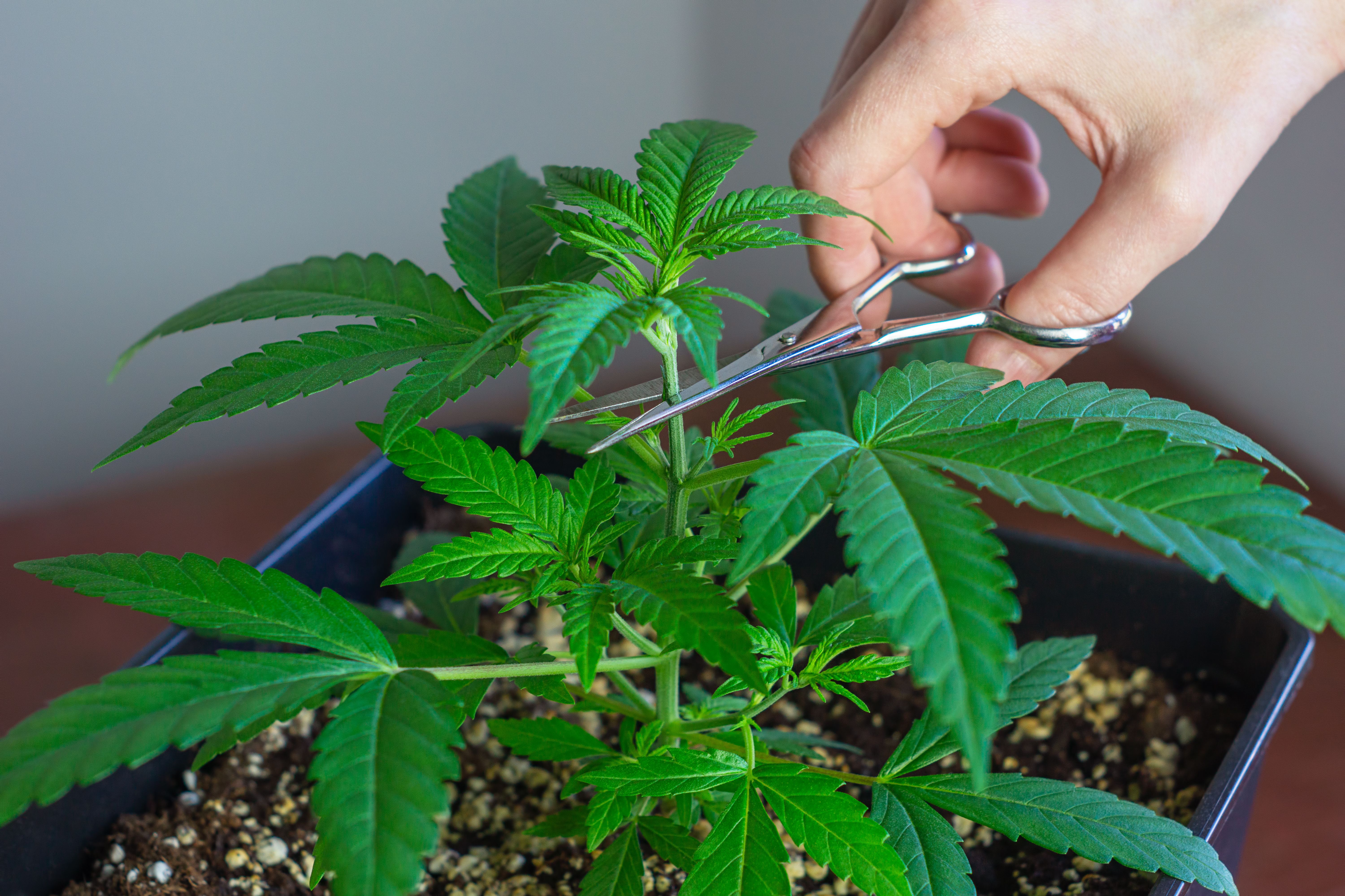 pruning cannabis