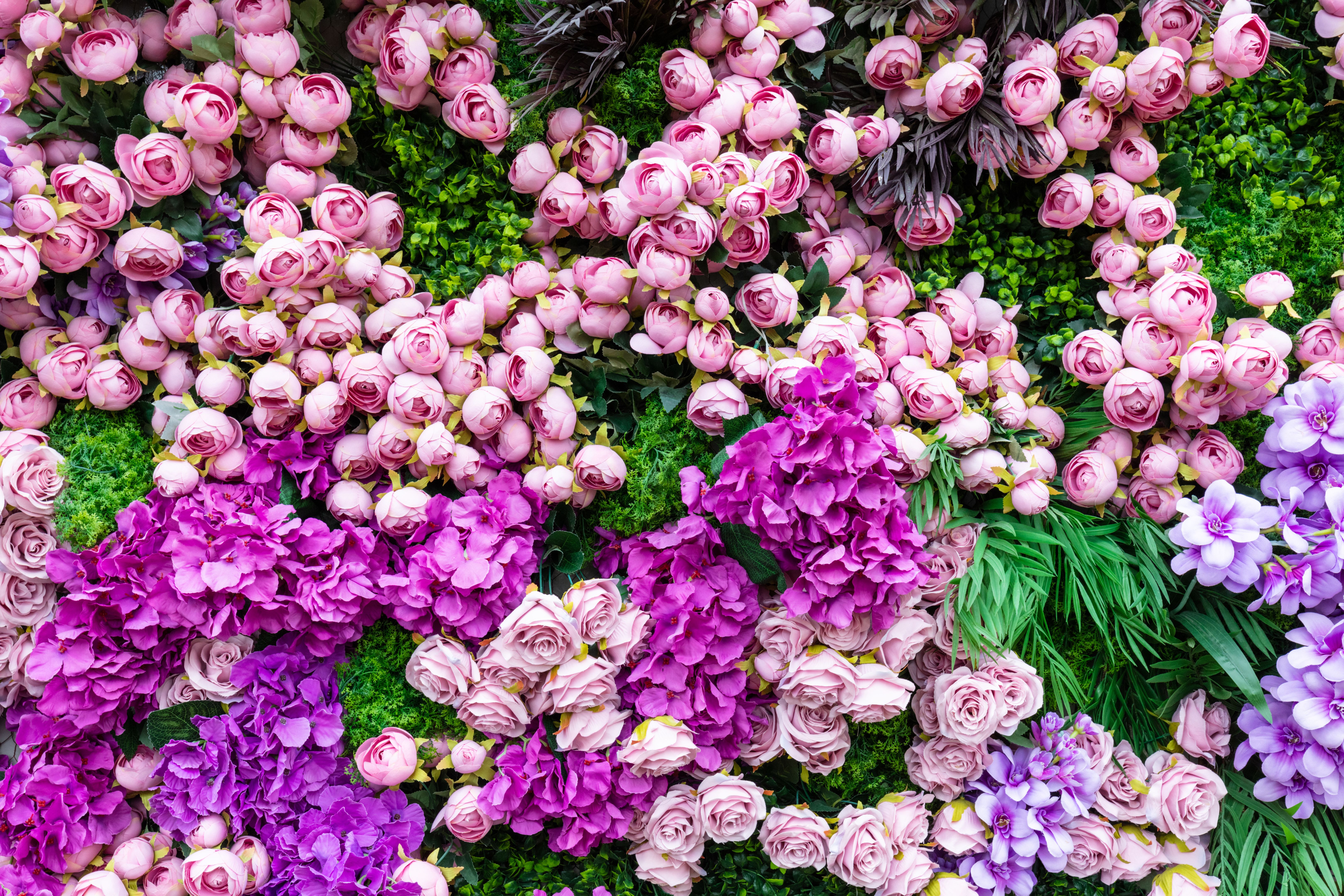 Flowers pink roses on green clover wall background