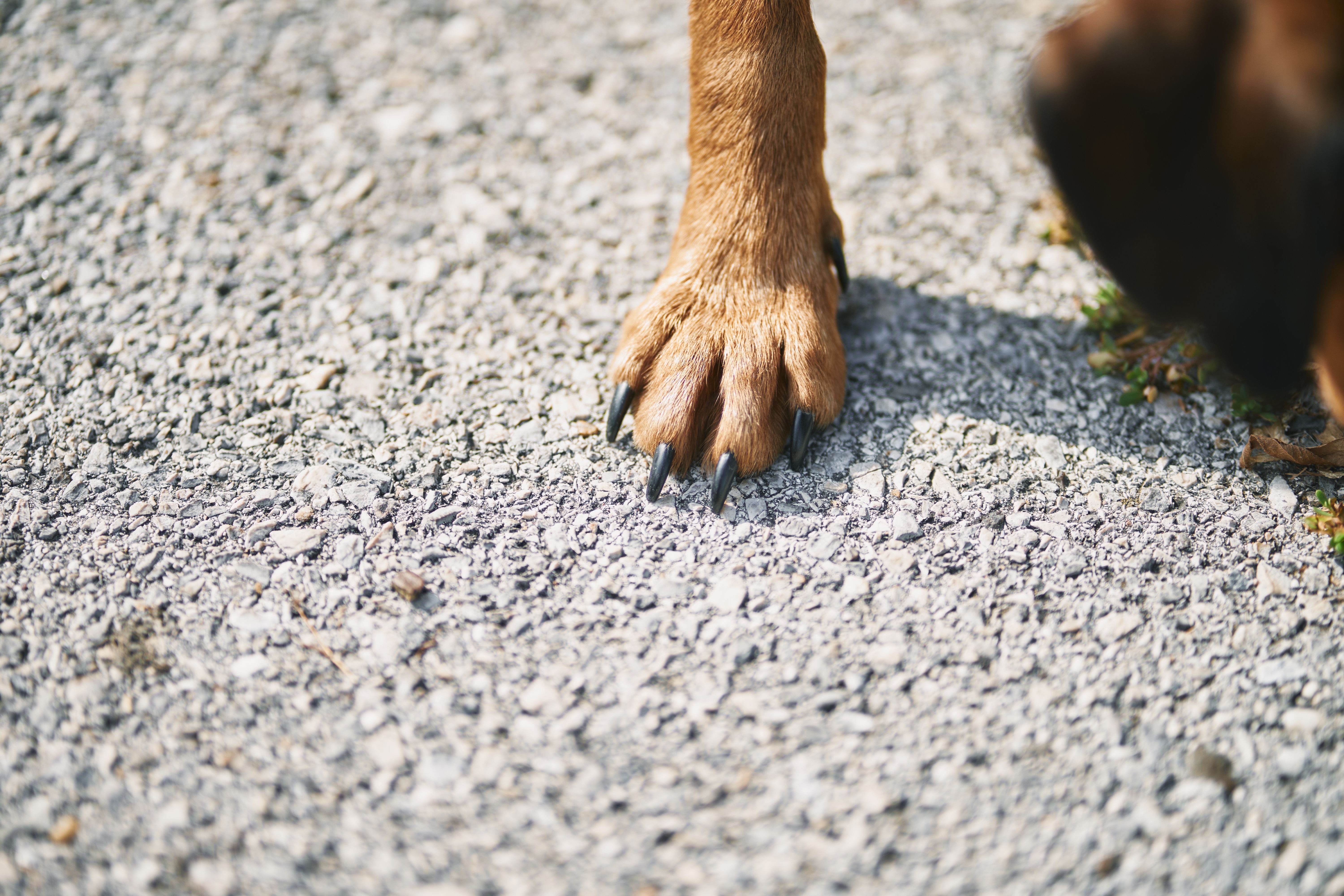 dog paws on pavement