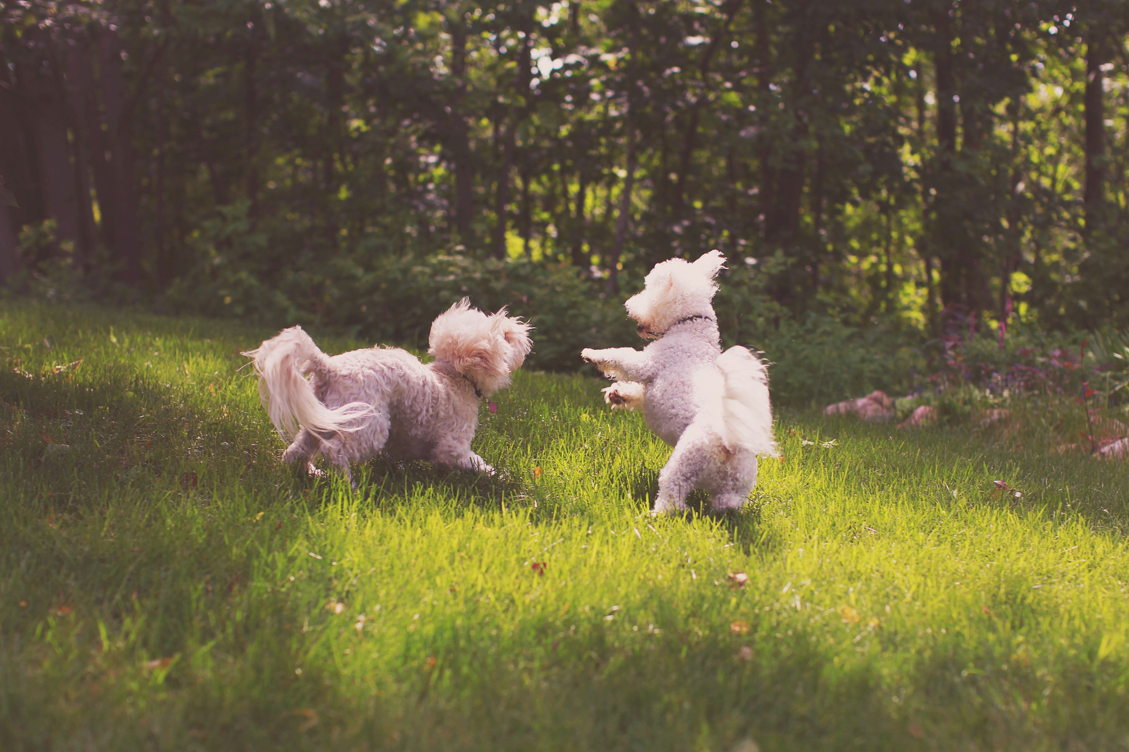 dogs playing together
