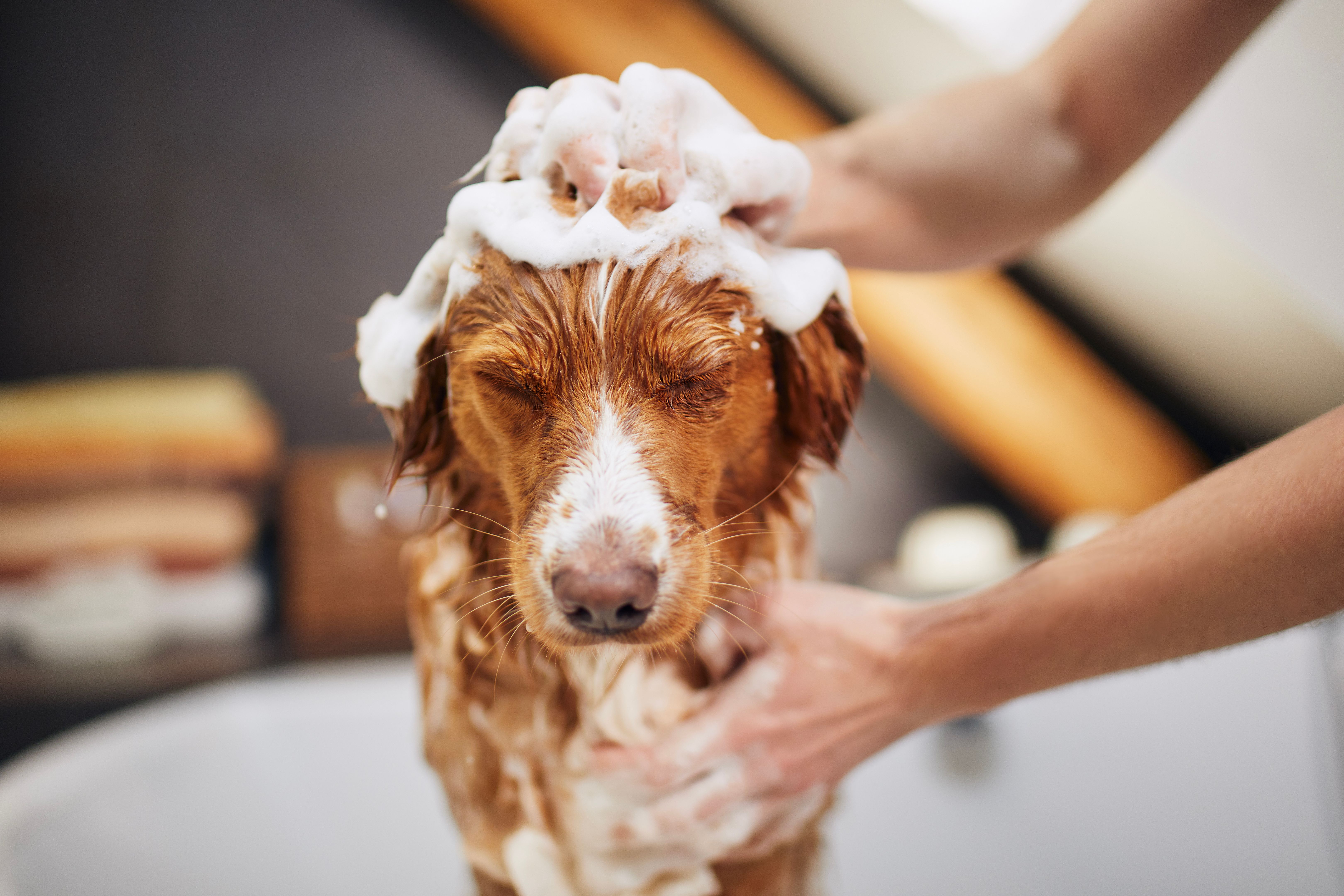 dog care