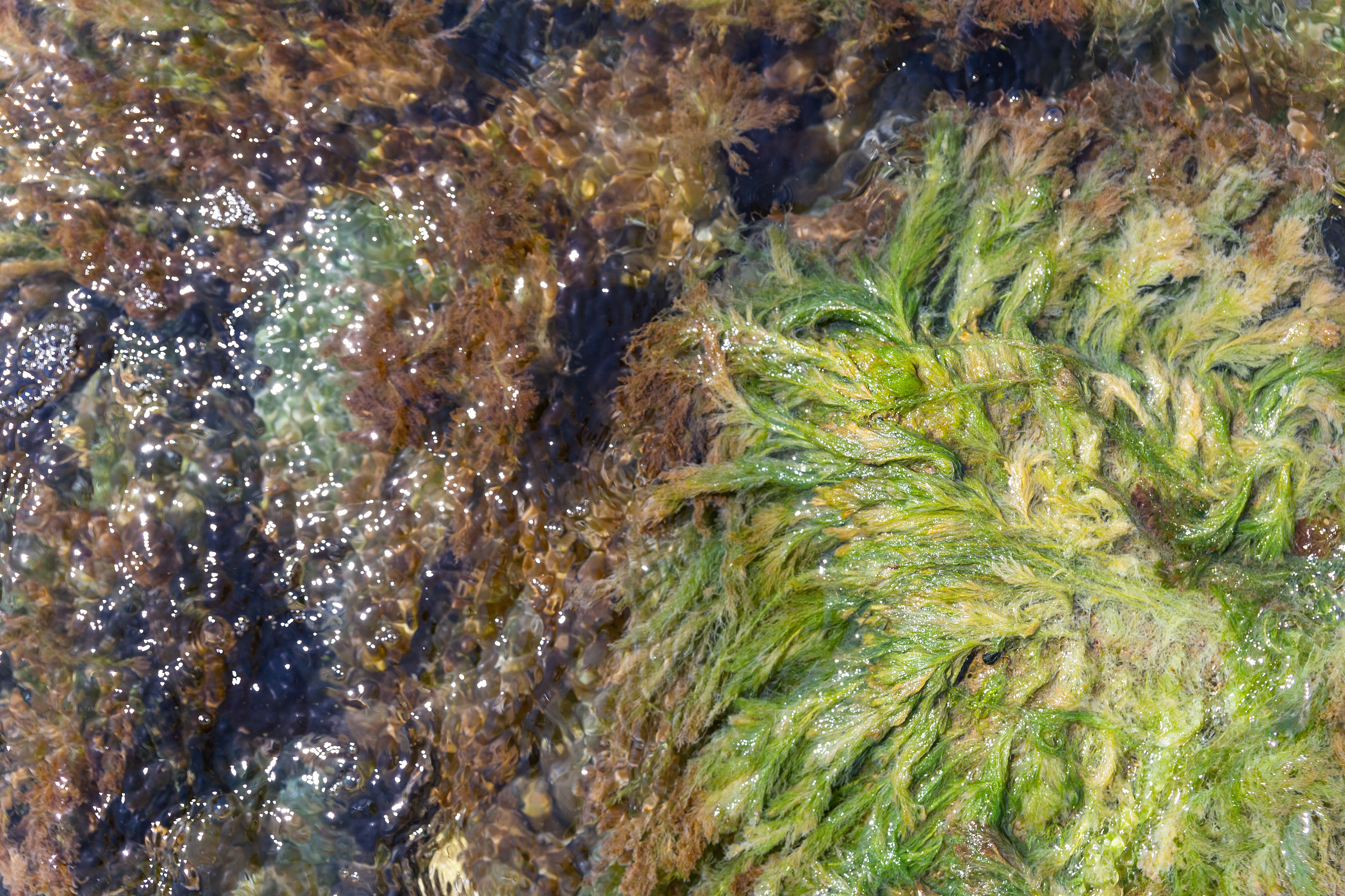 health benefits seaweed