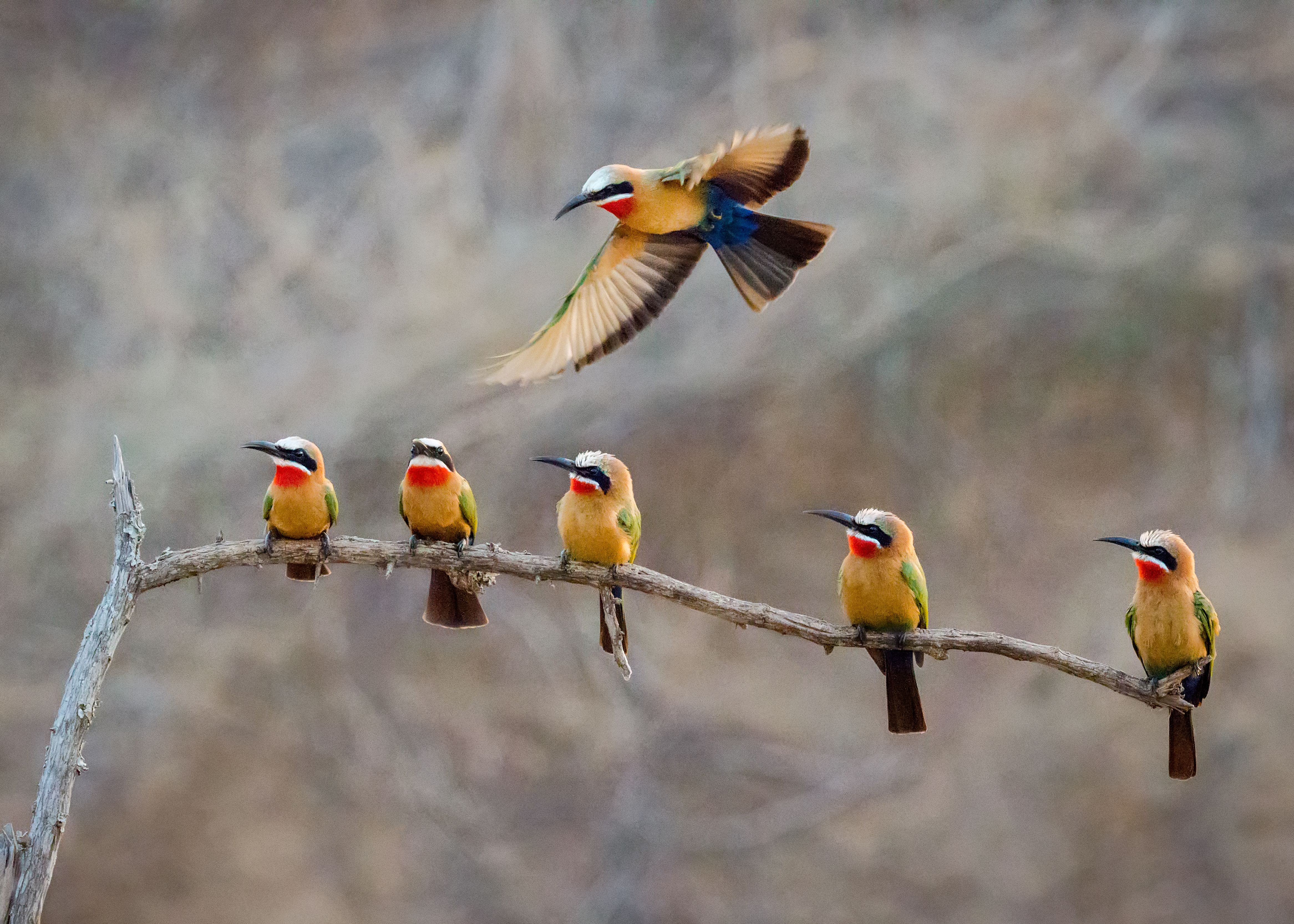 tanzania birds