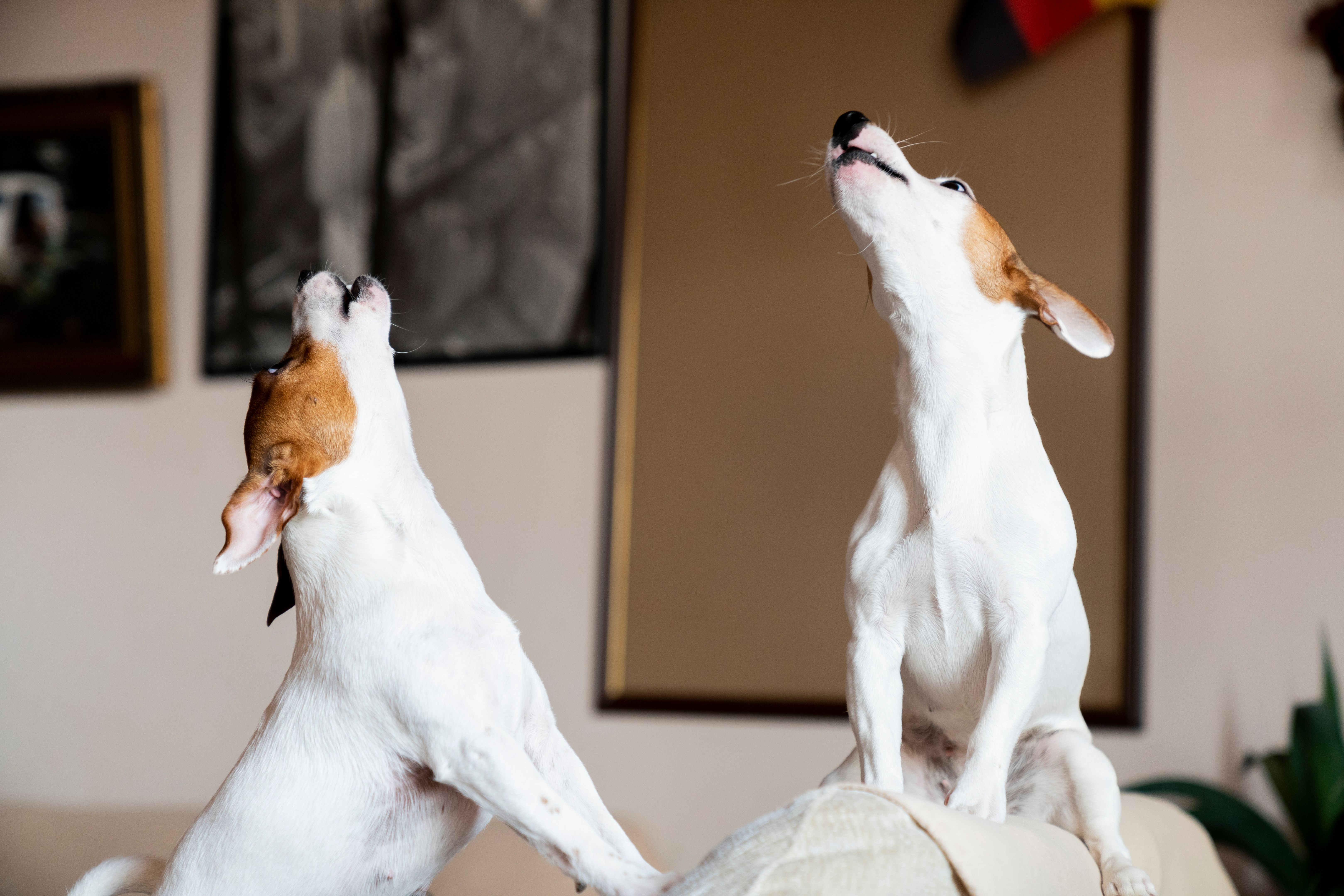 dog howling jack russell terrier