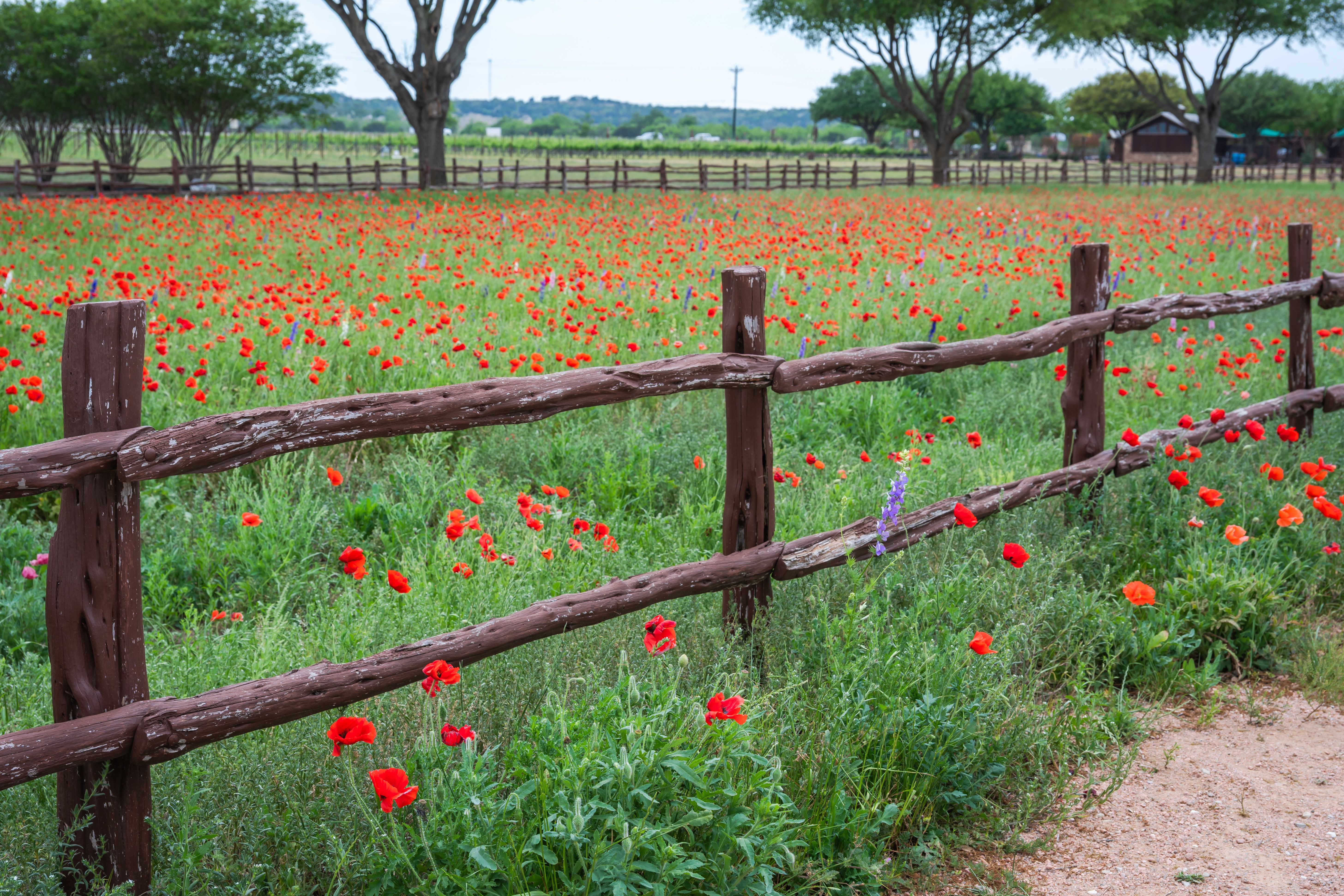 fredericksburg lawn