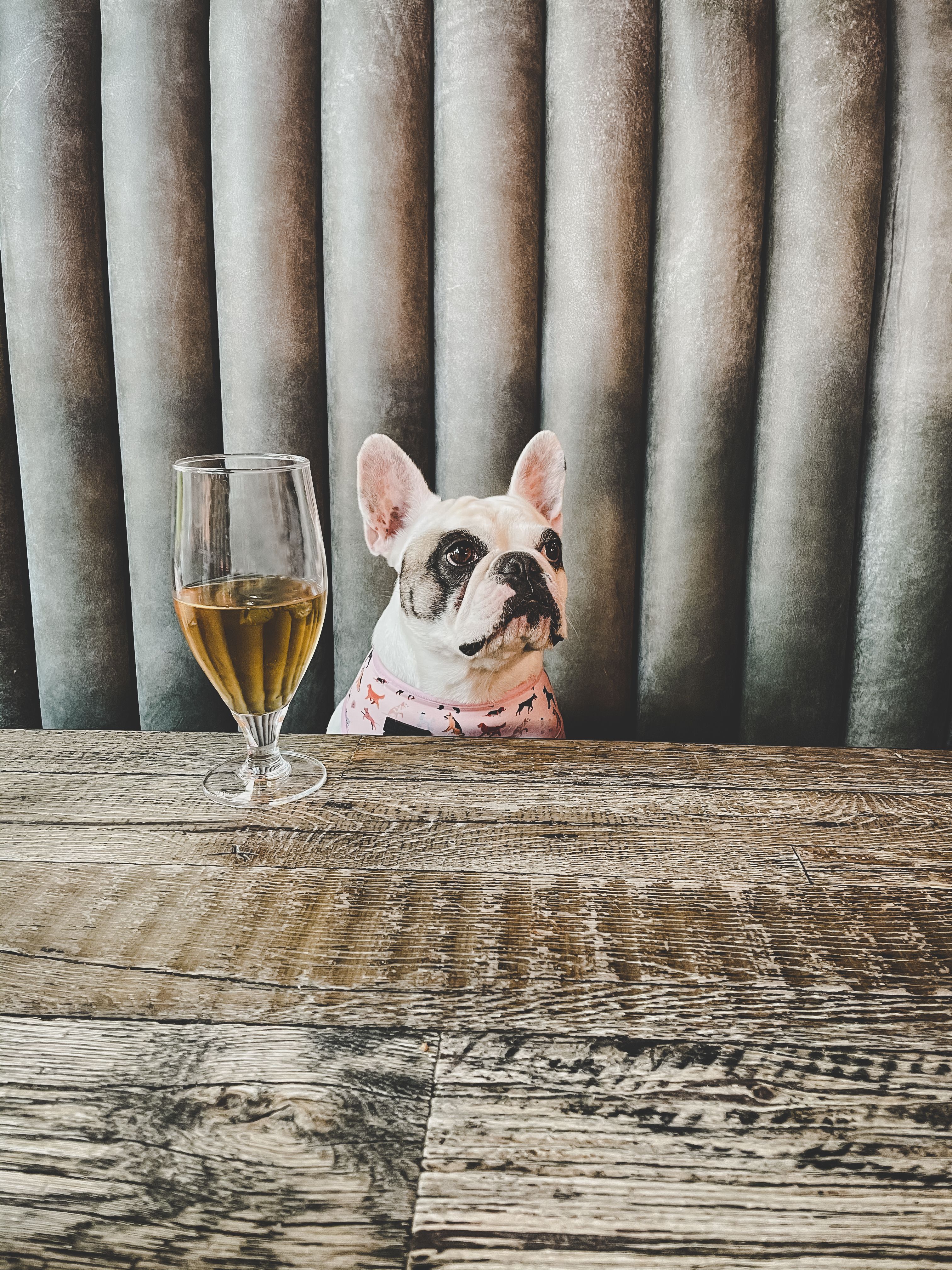 dog with beer