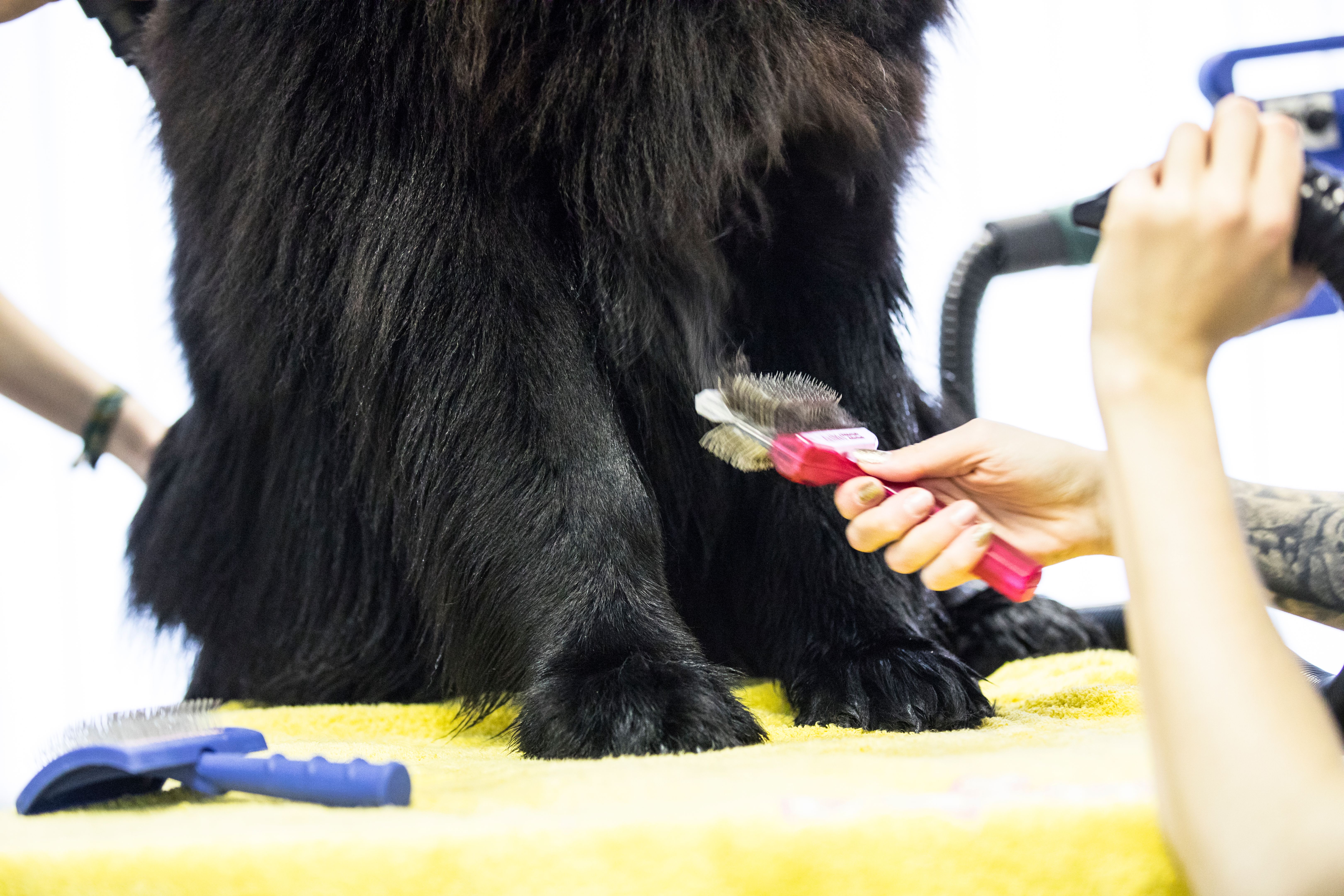 large dog grooming