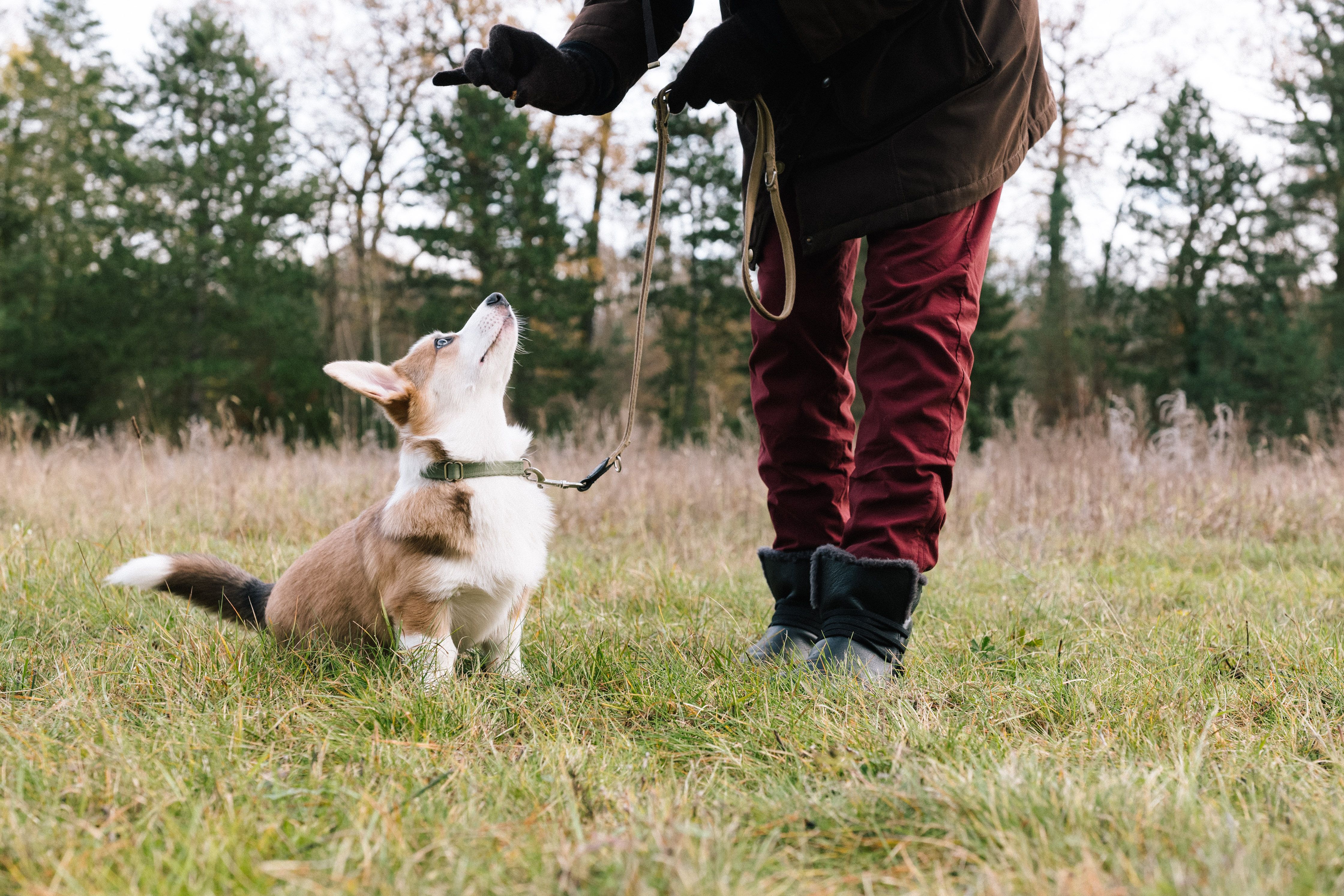 dog training outdoors