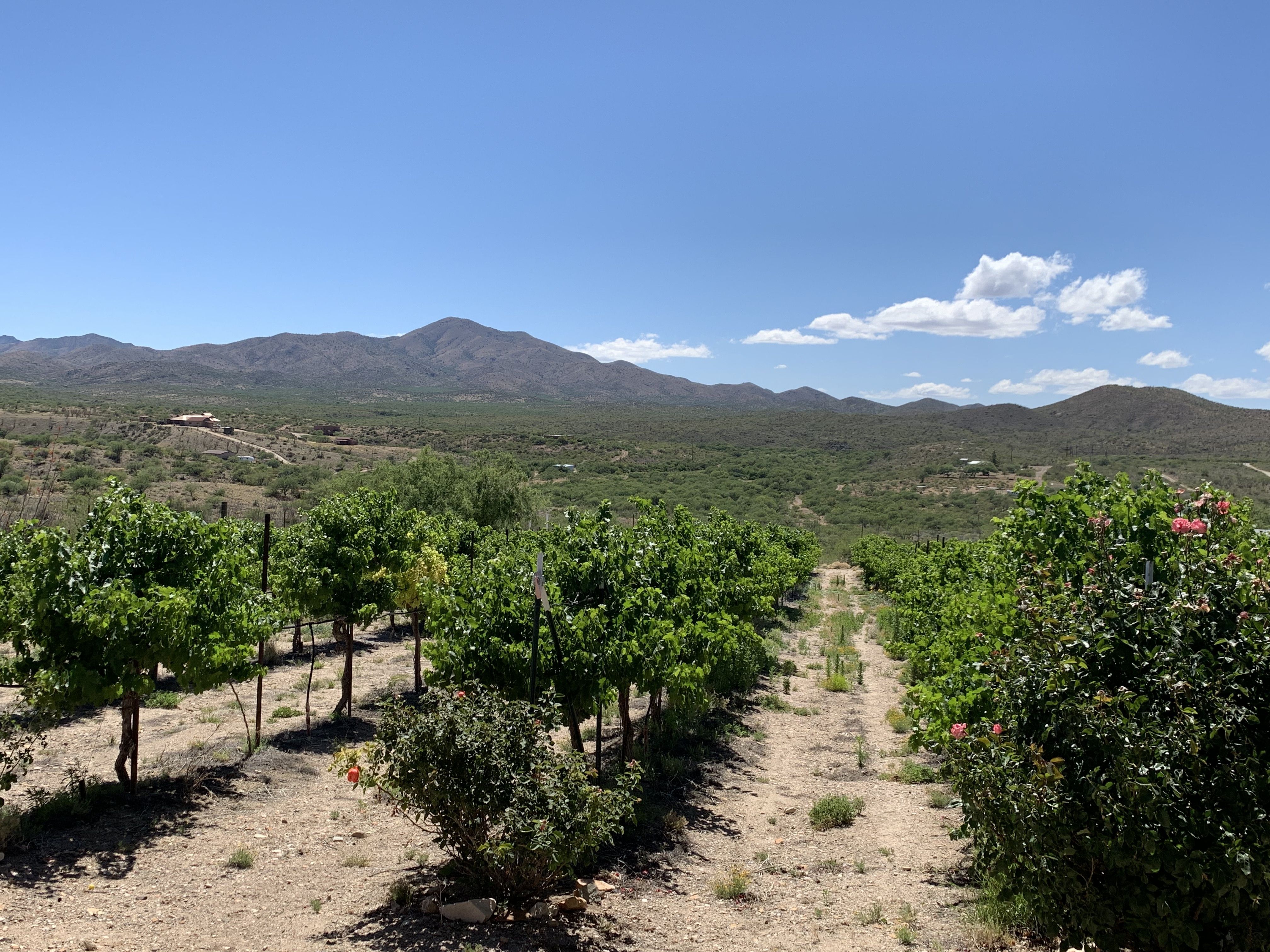 olive farm Arizona