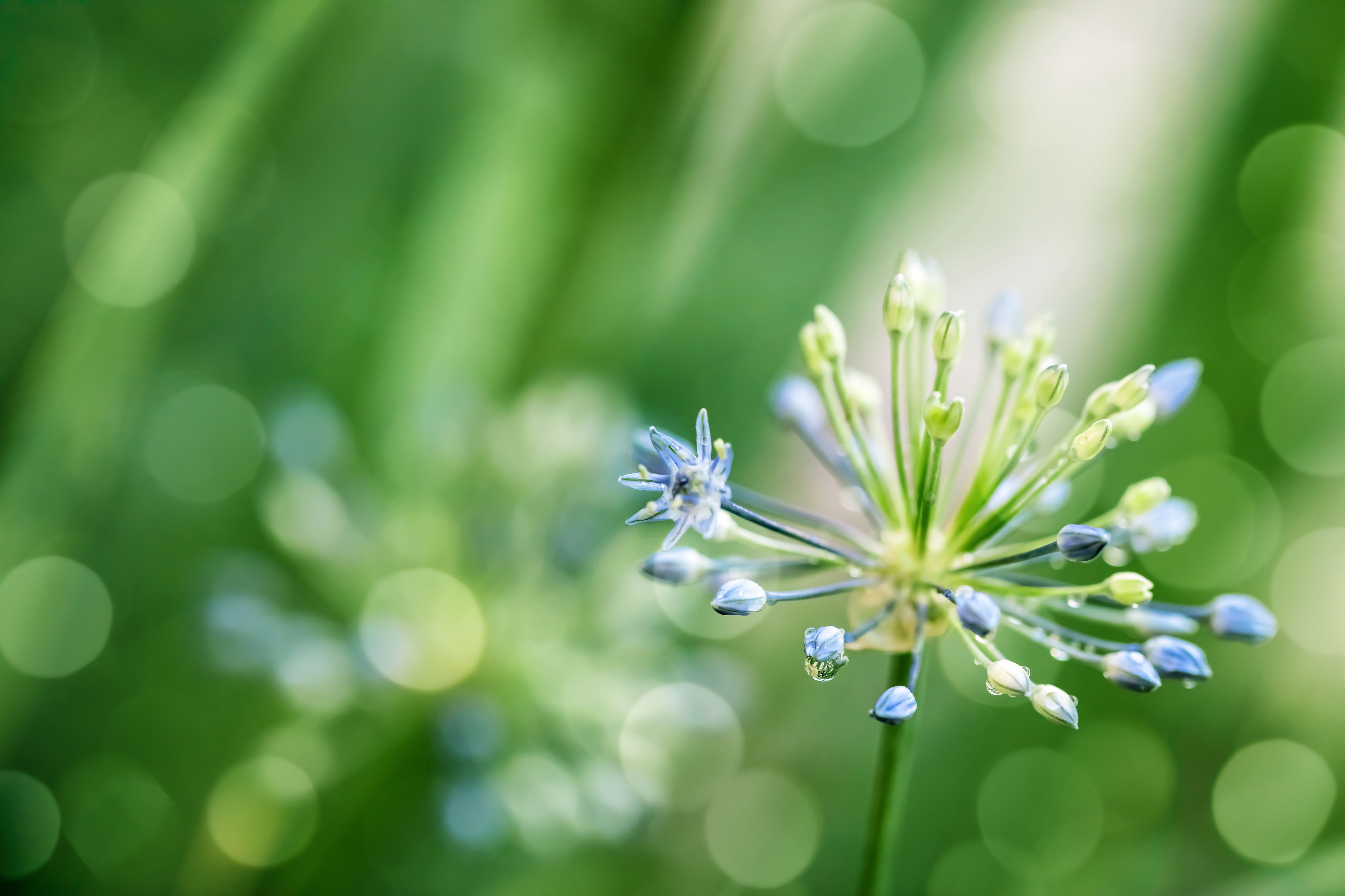 flower decorations