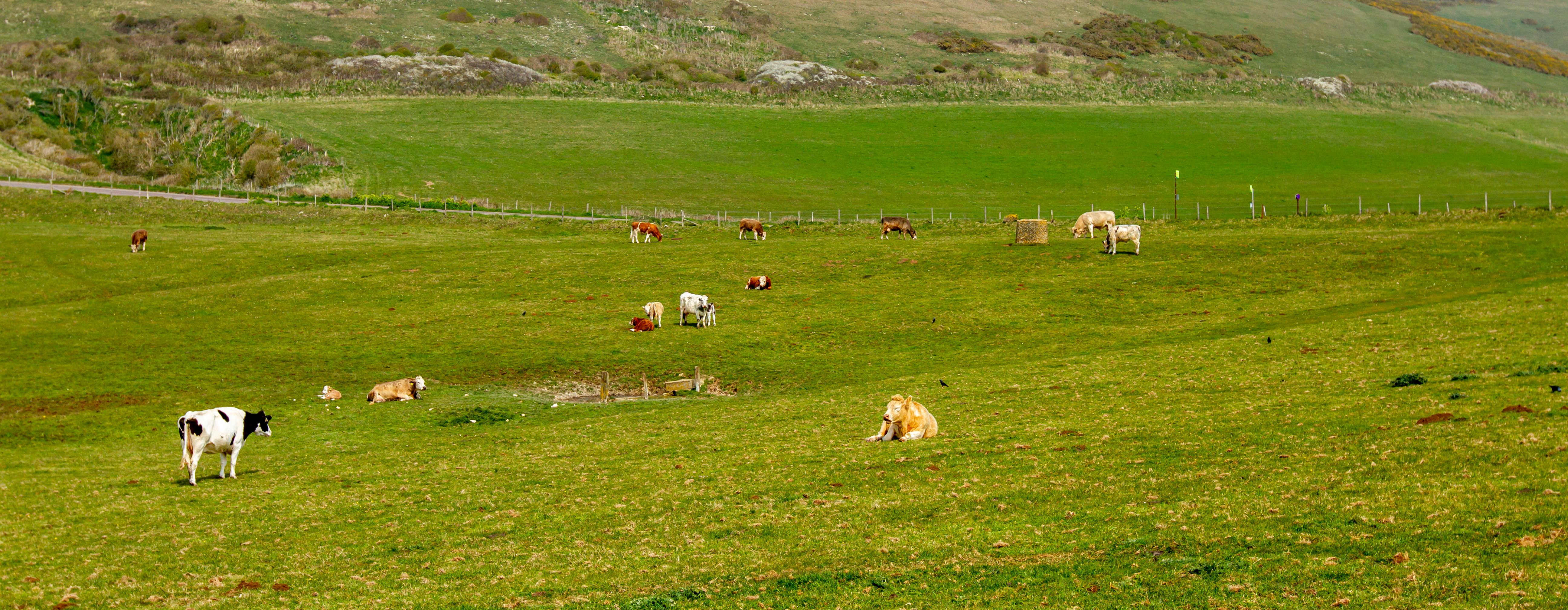 highland cattle breeds