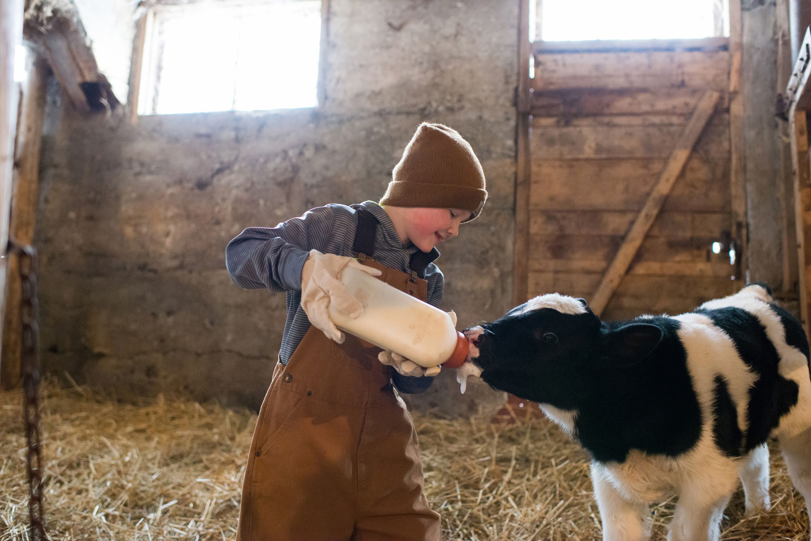 Bottle Feeding Calf