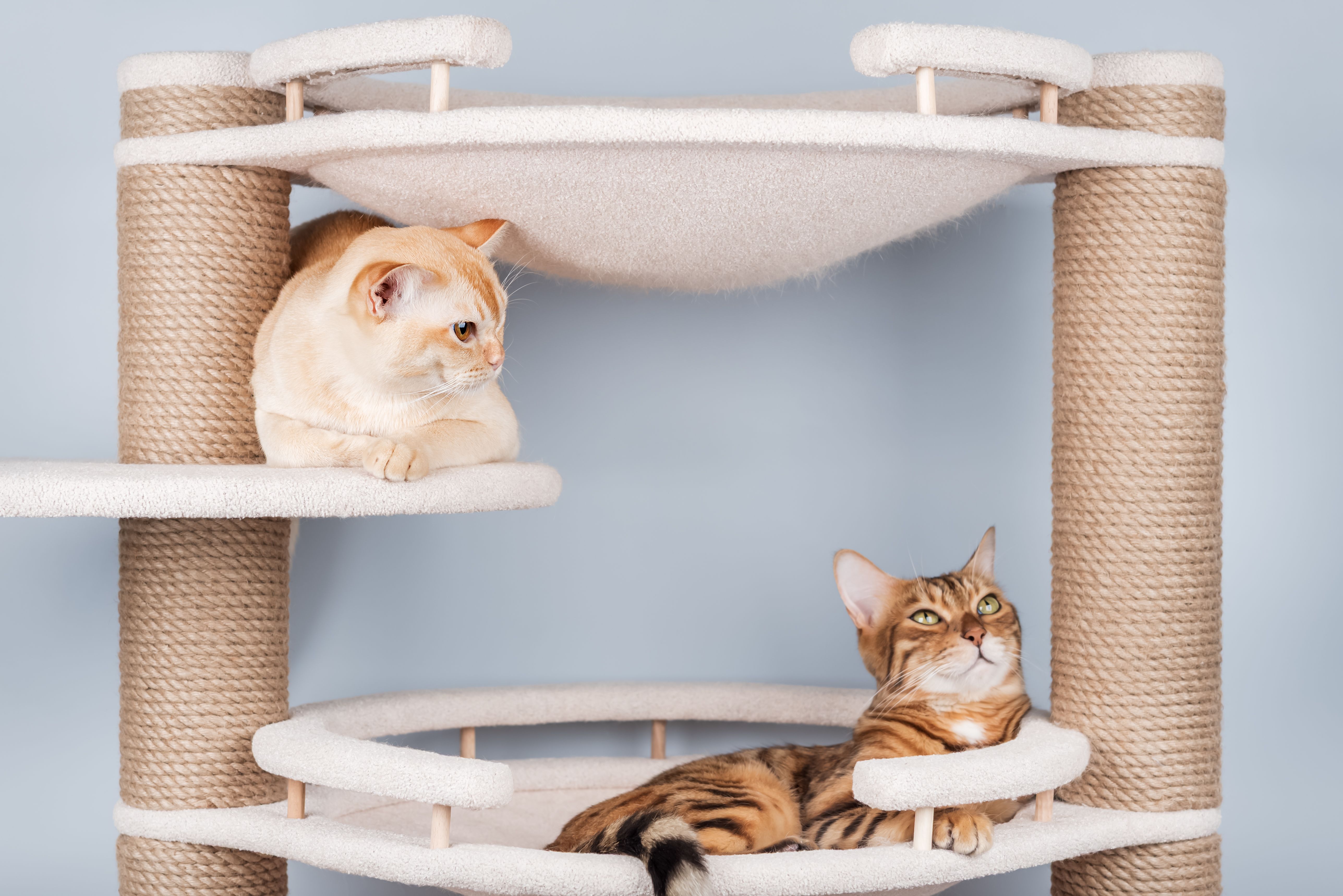 Two pedigree cats are resting on a cat tree.