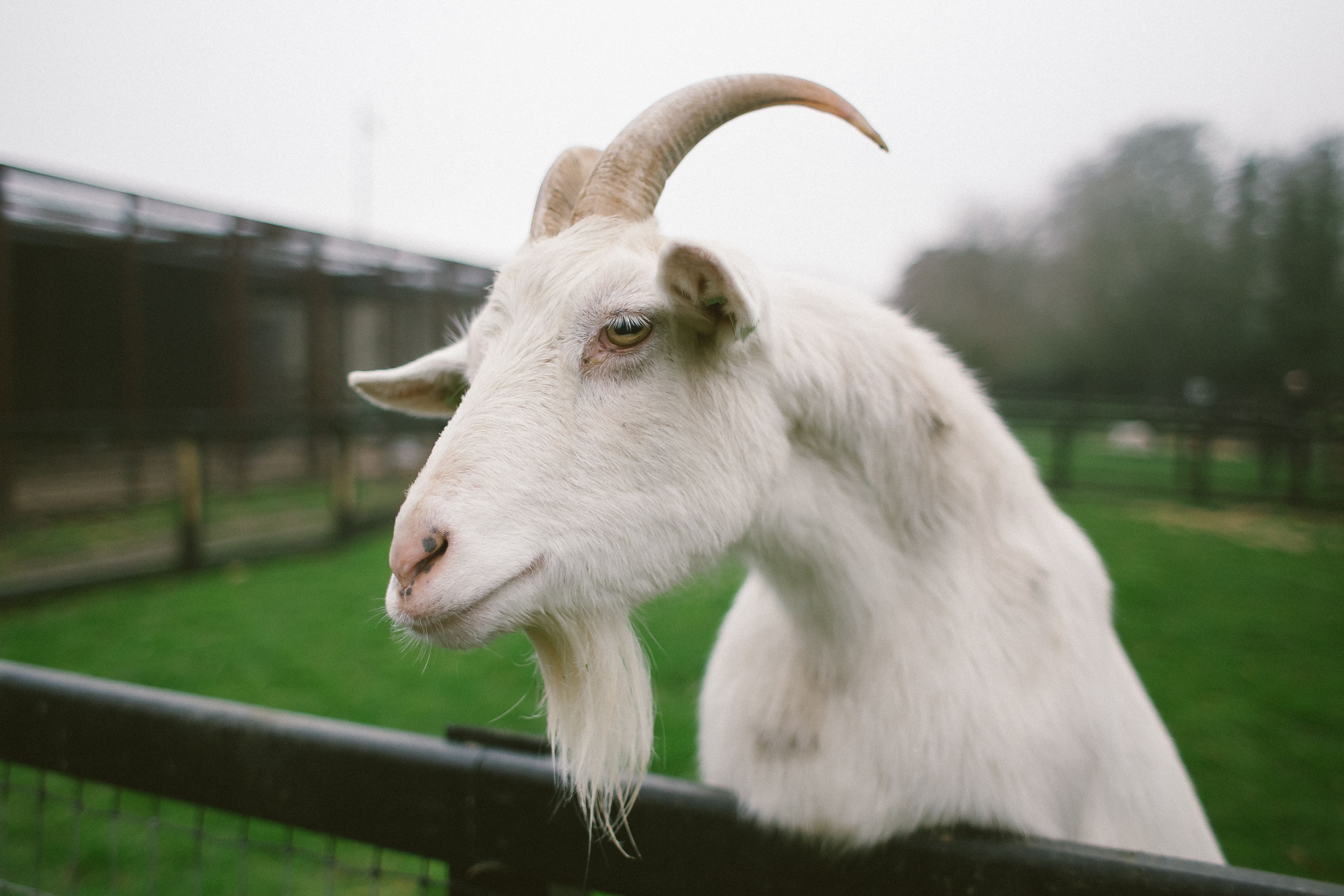 white goat portrait on animal farm