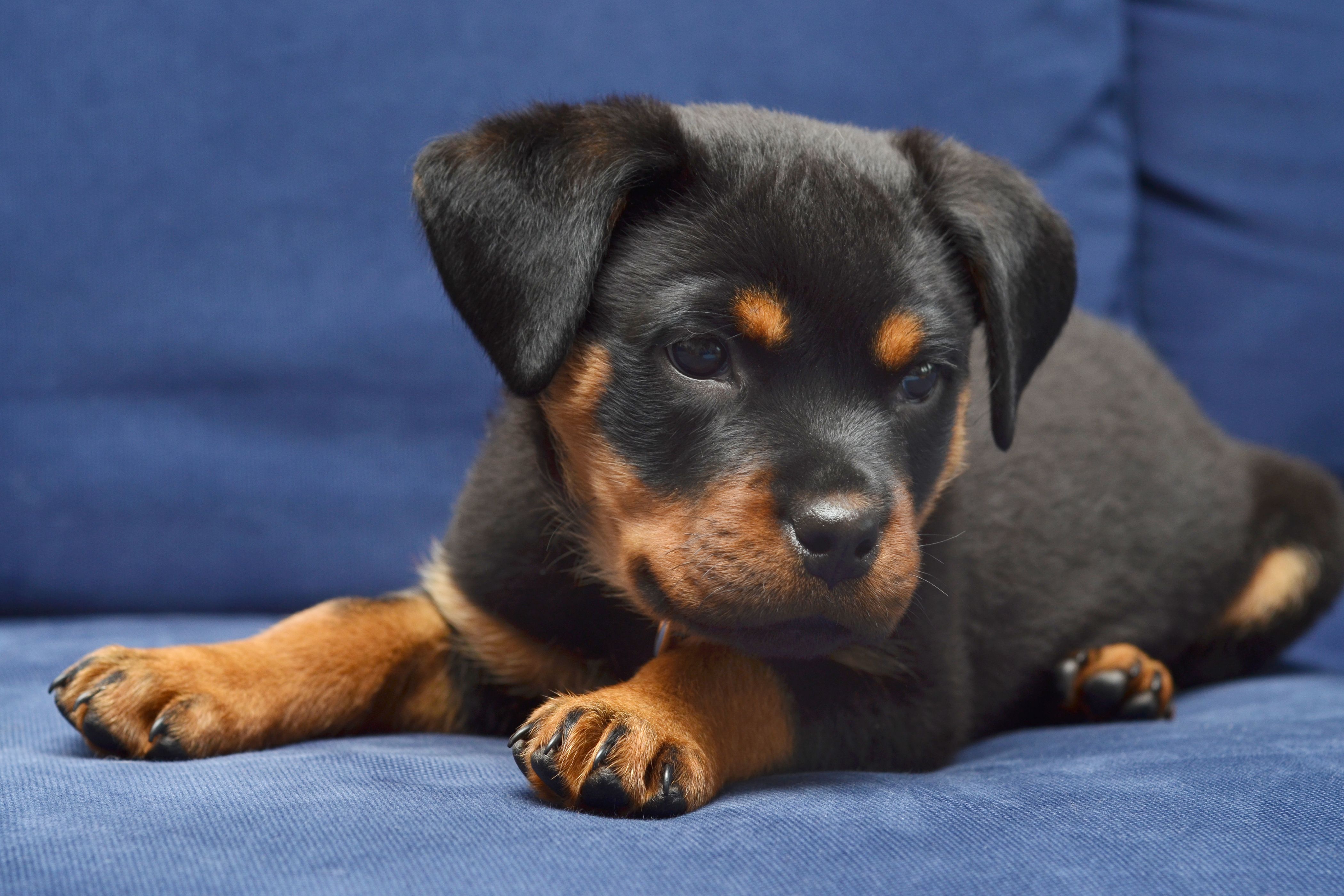 Rottweiler Puppy
