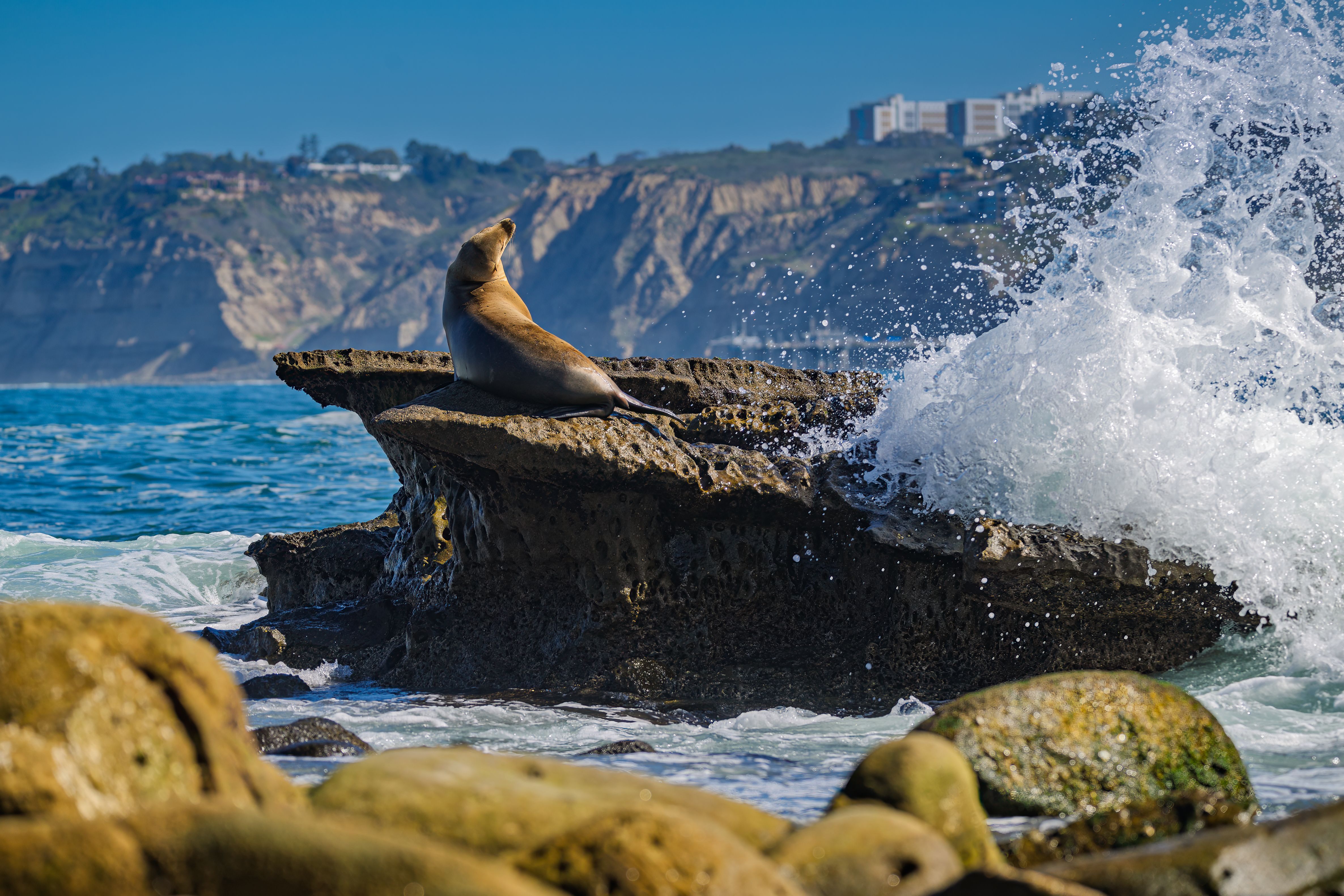 la jolla beach