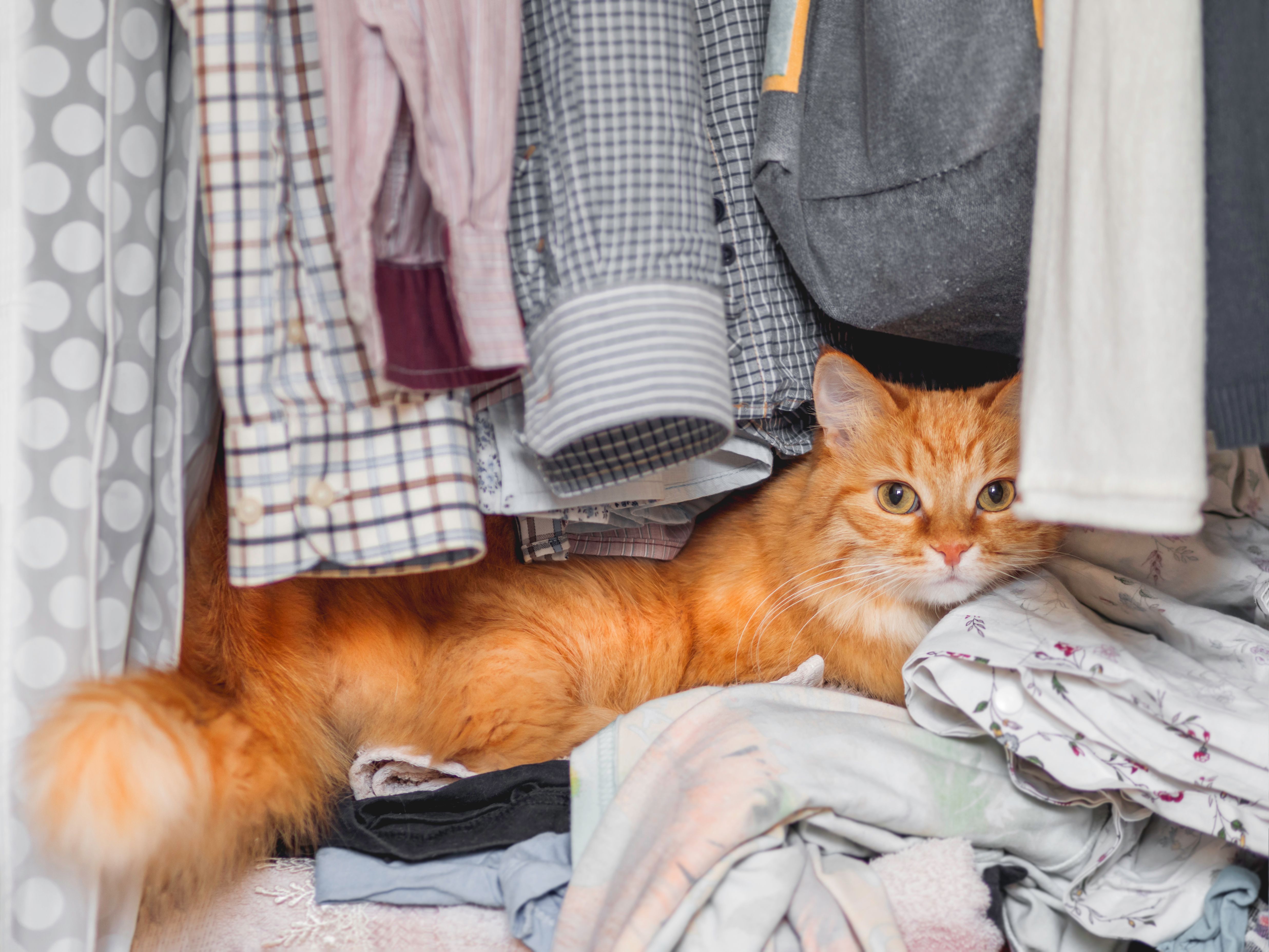 Cute ginger cat sleeps on pile of clothes. Fluffy pet has a nap in wardrobe. Domestic animal comfortably settled to sleep among towels and outfits. Cute ginger cat sleeps on pile of clothes. Fluffy pet has a nap in wardrobe. Domestic animal comfortably settled to sleep among towels and outfits.