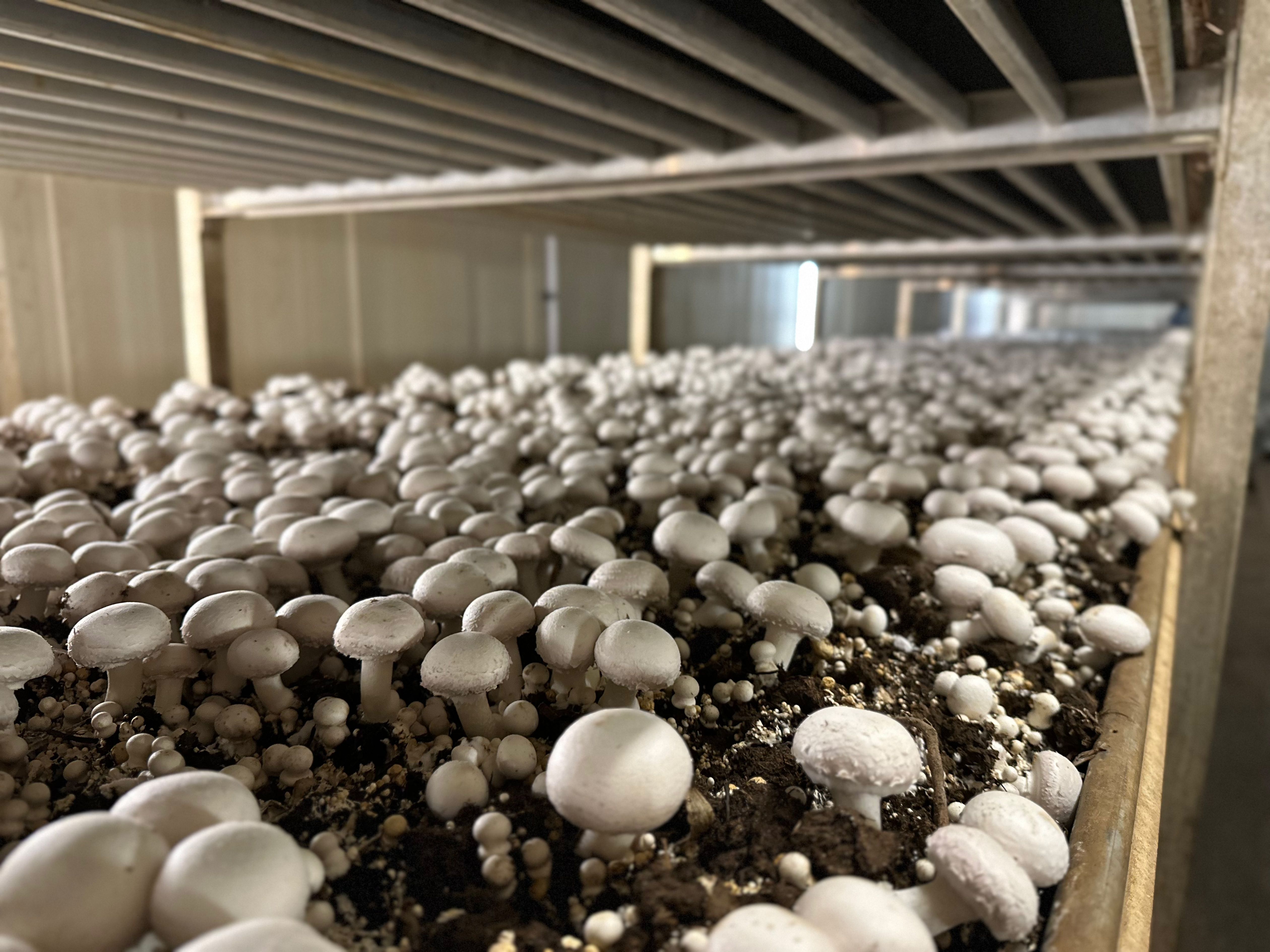 summer mushroom cultivation