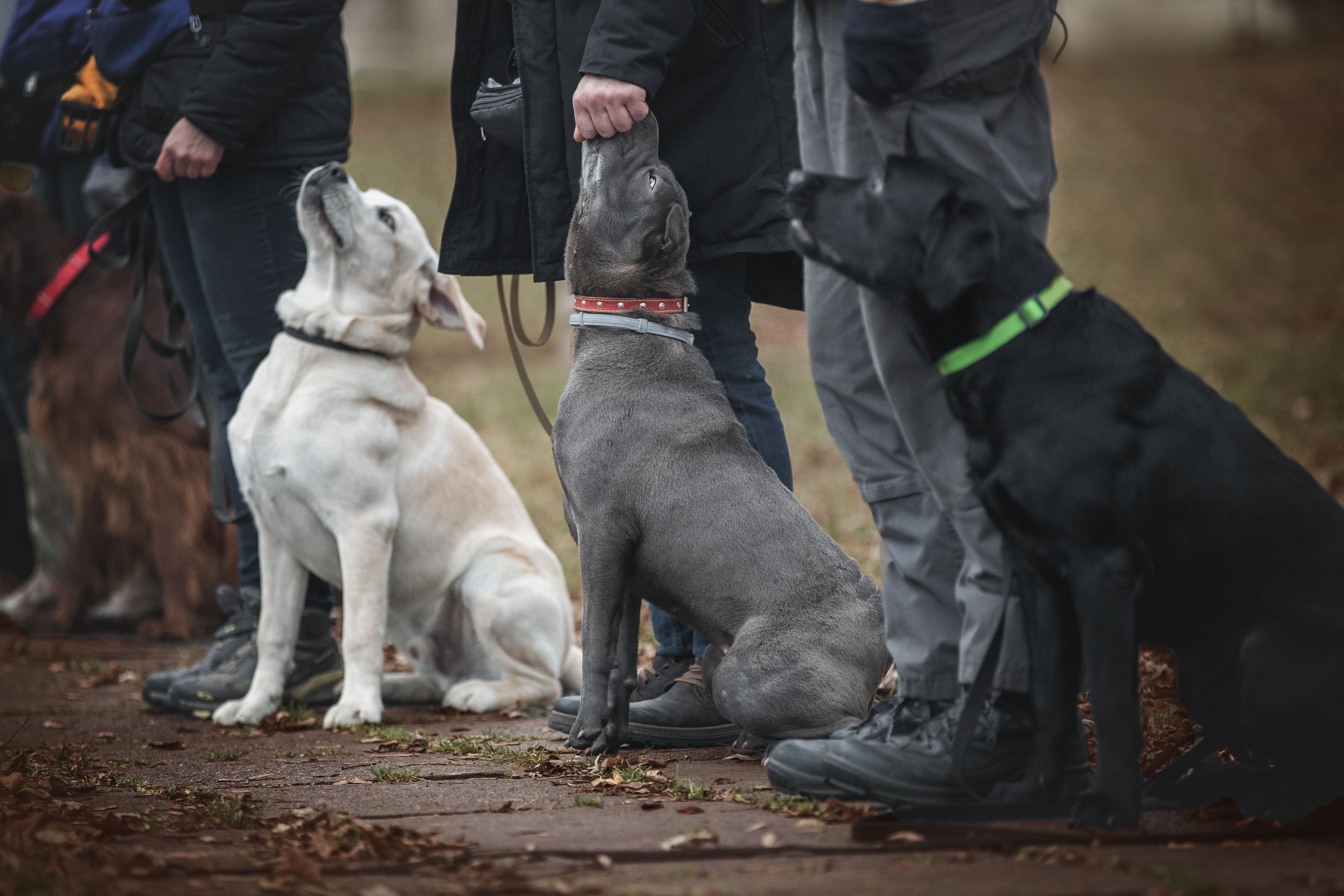 Dog sitting in the line during an obedience training class.