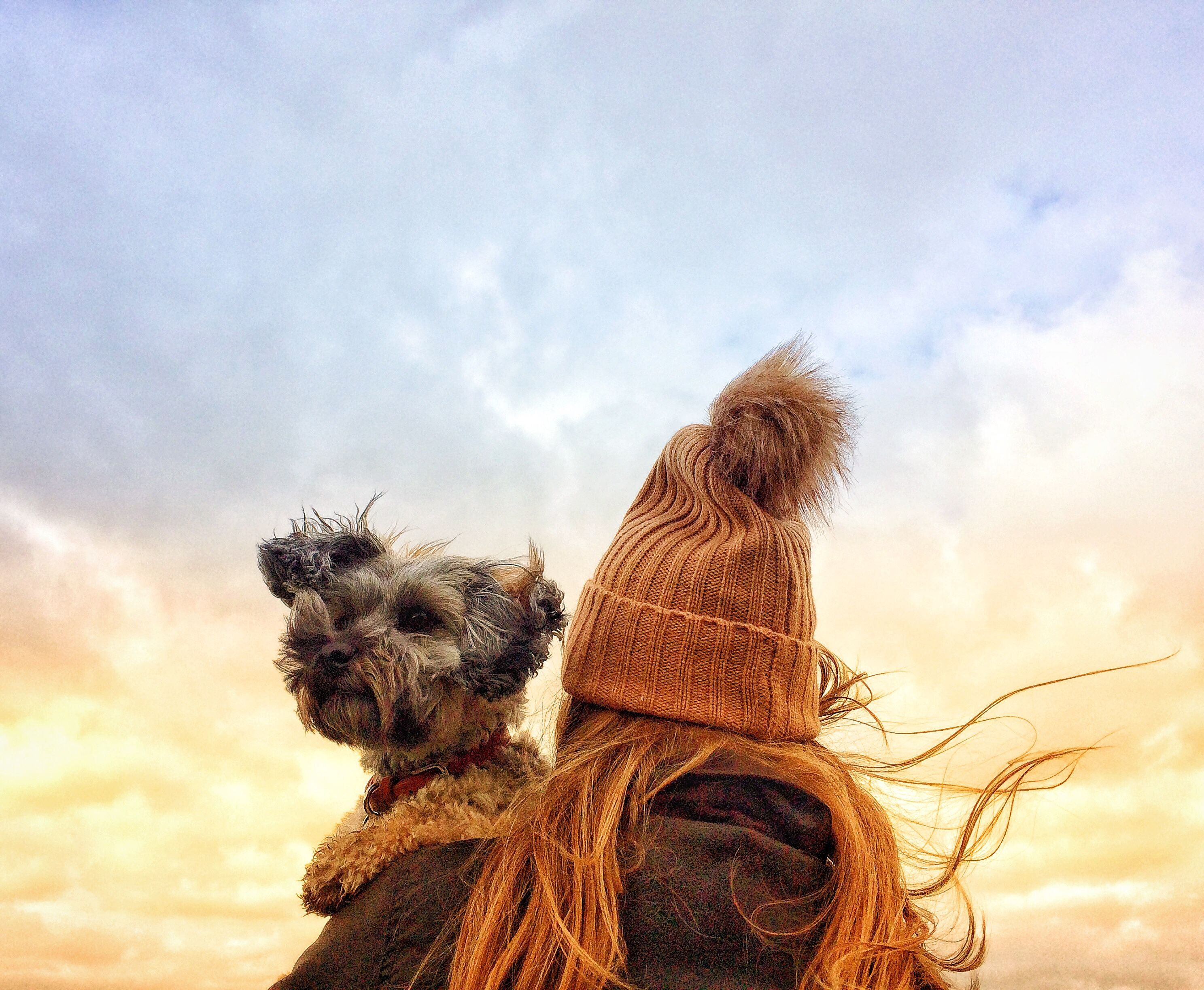 dog walking weather