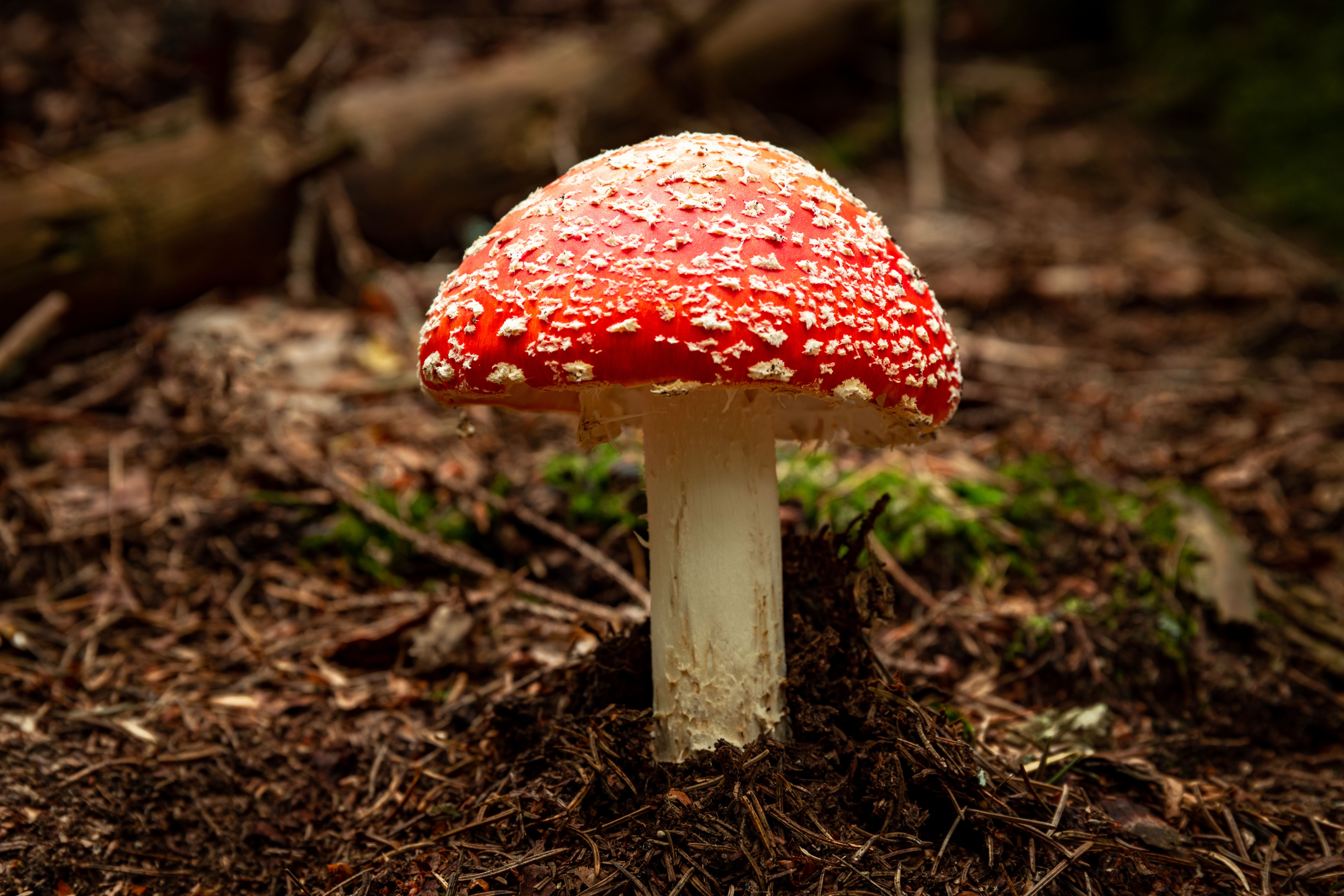 Poisonous red fly agaric Amanita muscaria, a hallucinogenic mushroom growing in the forest.