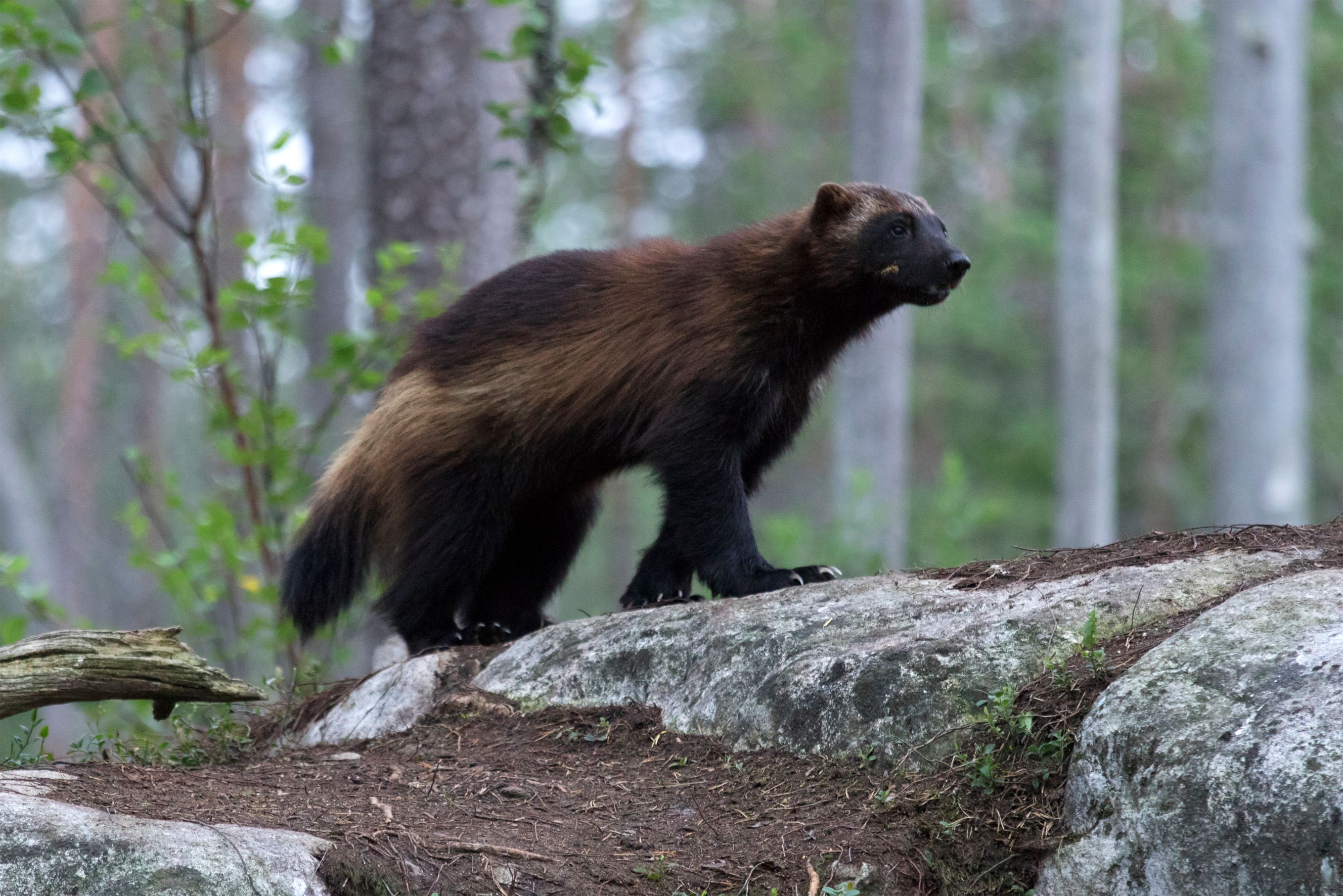 Wolverine (Gulo gulo) in a forest in Northern Finland