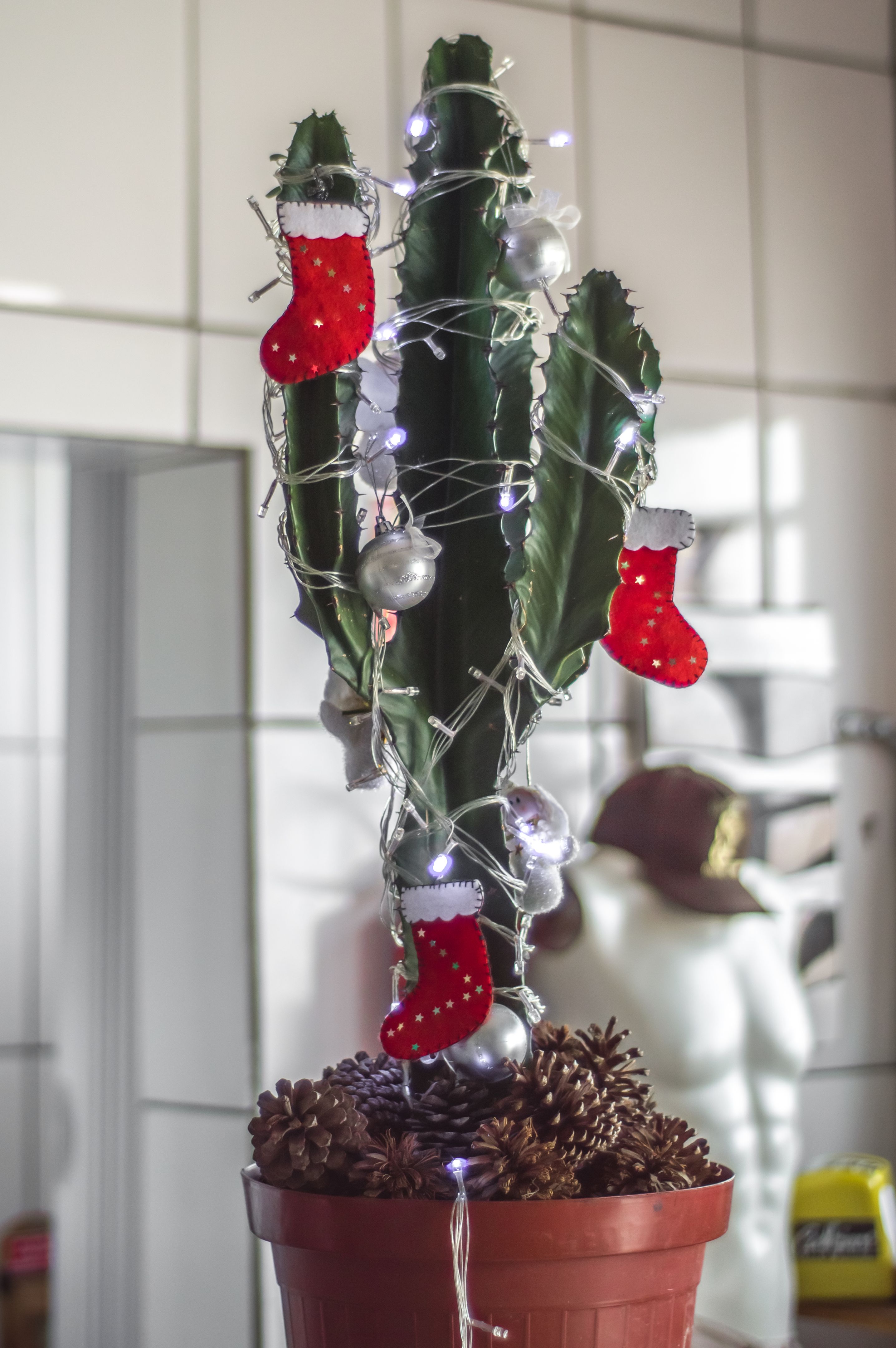 Christmas tree, cactus decorated for Christmas in Phoenix Arizona Christmas tree, cactus decorated for Christmas in Phoenix Arizona