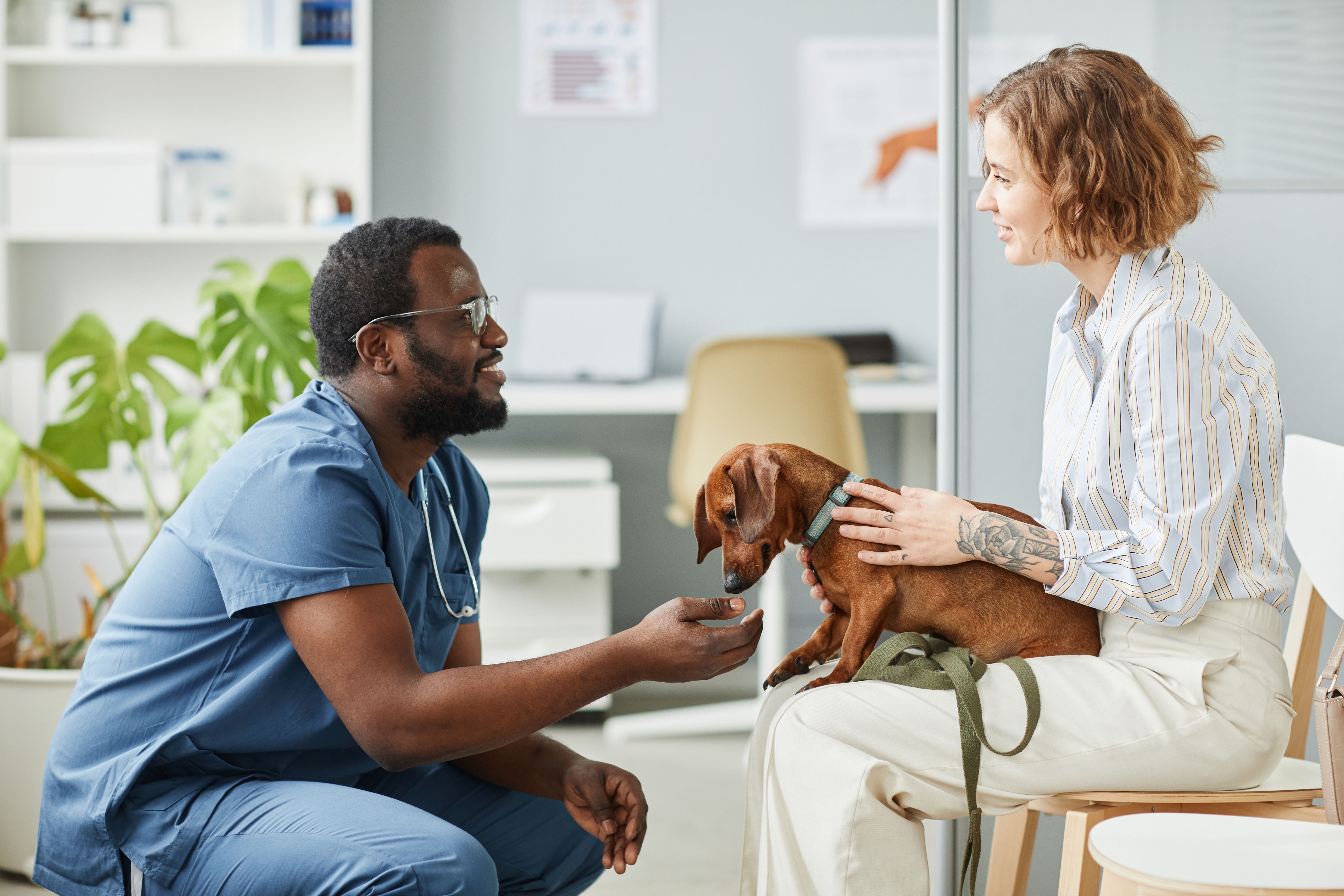 dog vet checkup
