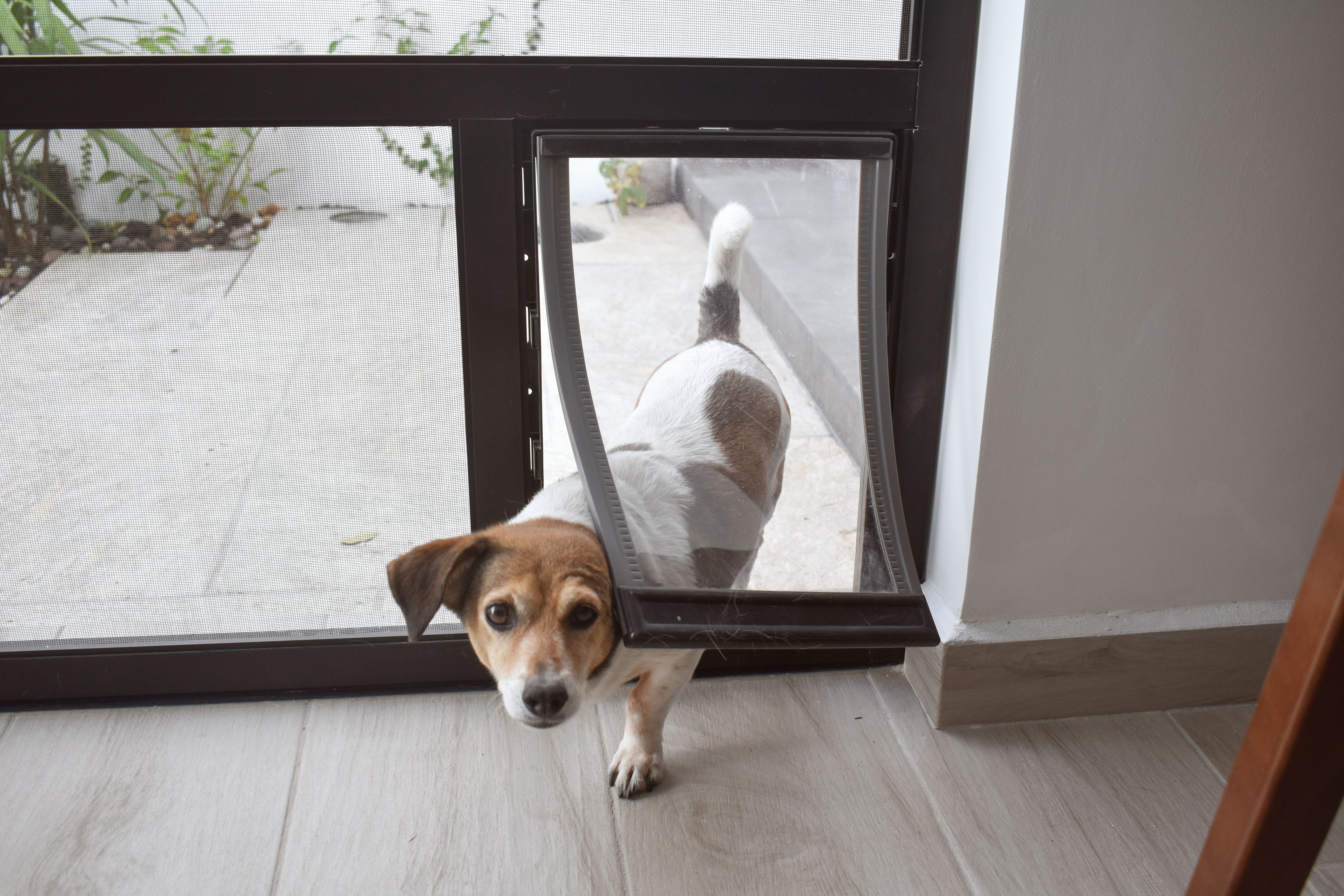 dog door