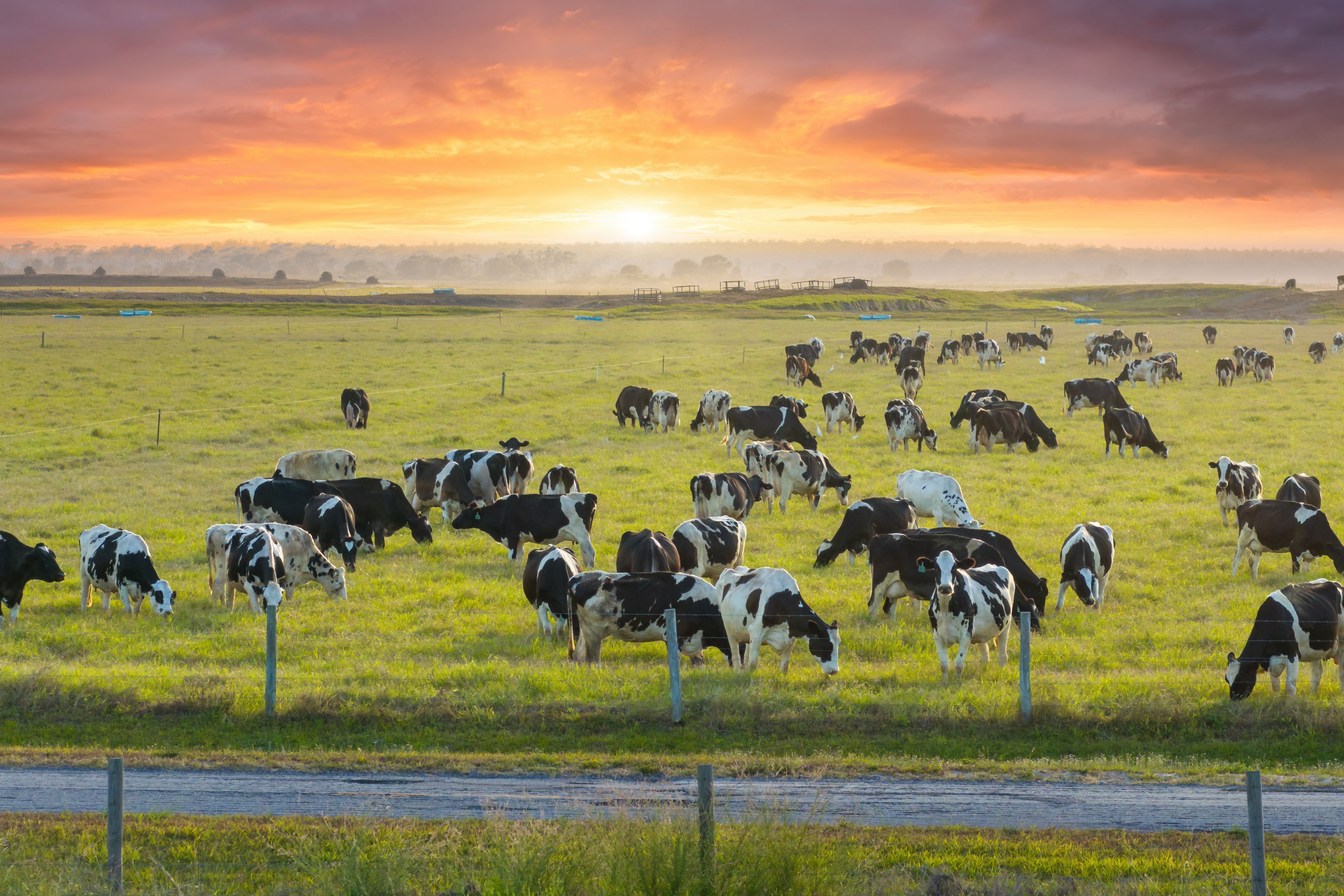 dairy farm