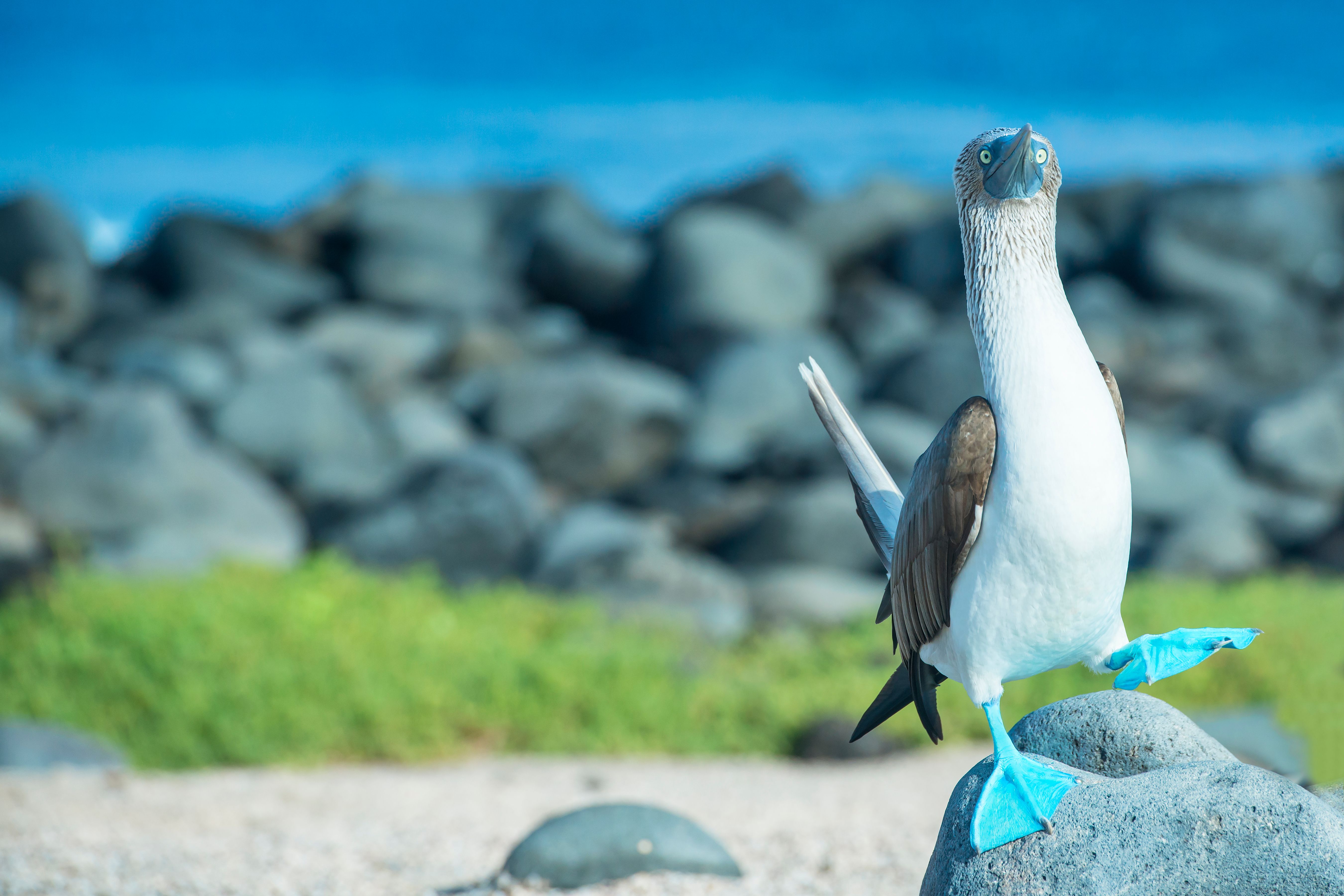 Blue-footed booby (Sula nebouxii) at Galapagos islands Blue-footed booby (Sula nebouxii) at Galapagos islands