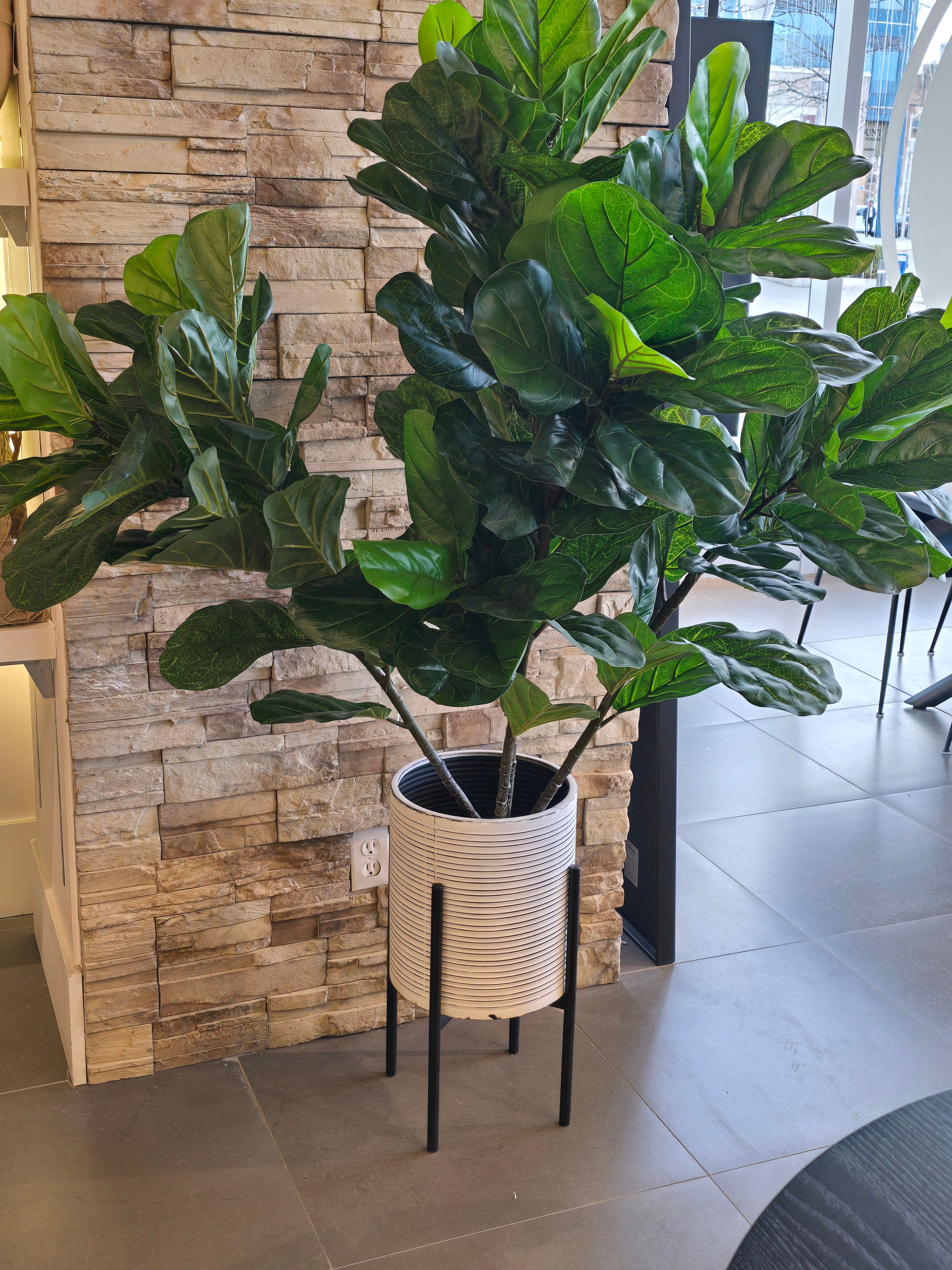 fiddle leaf fig