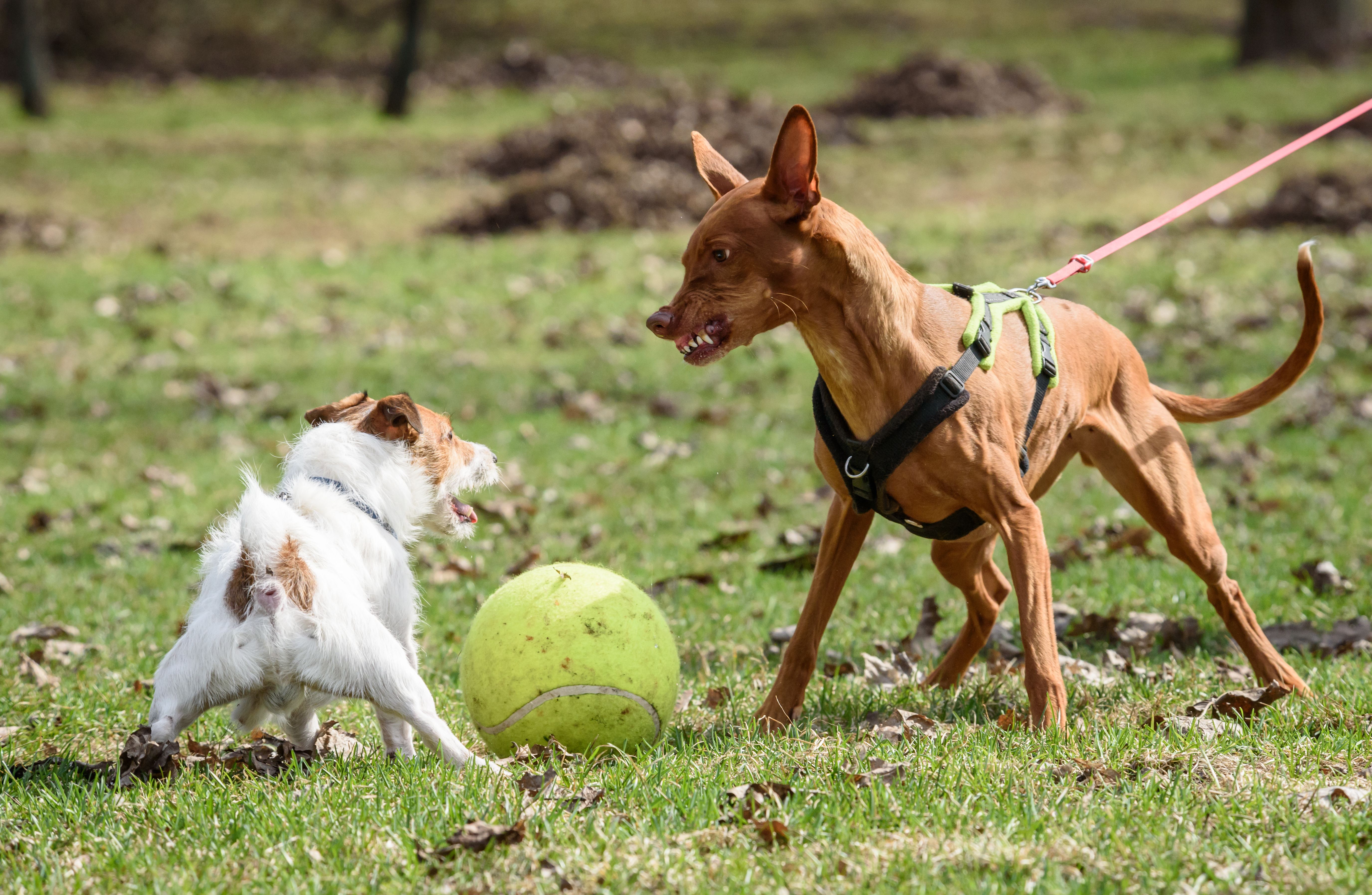 Pharaoh Hound dog attacks small Jack Russell Terrier dog Pharaoh Hound dog attacks small Jack Russell Terrier dog