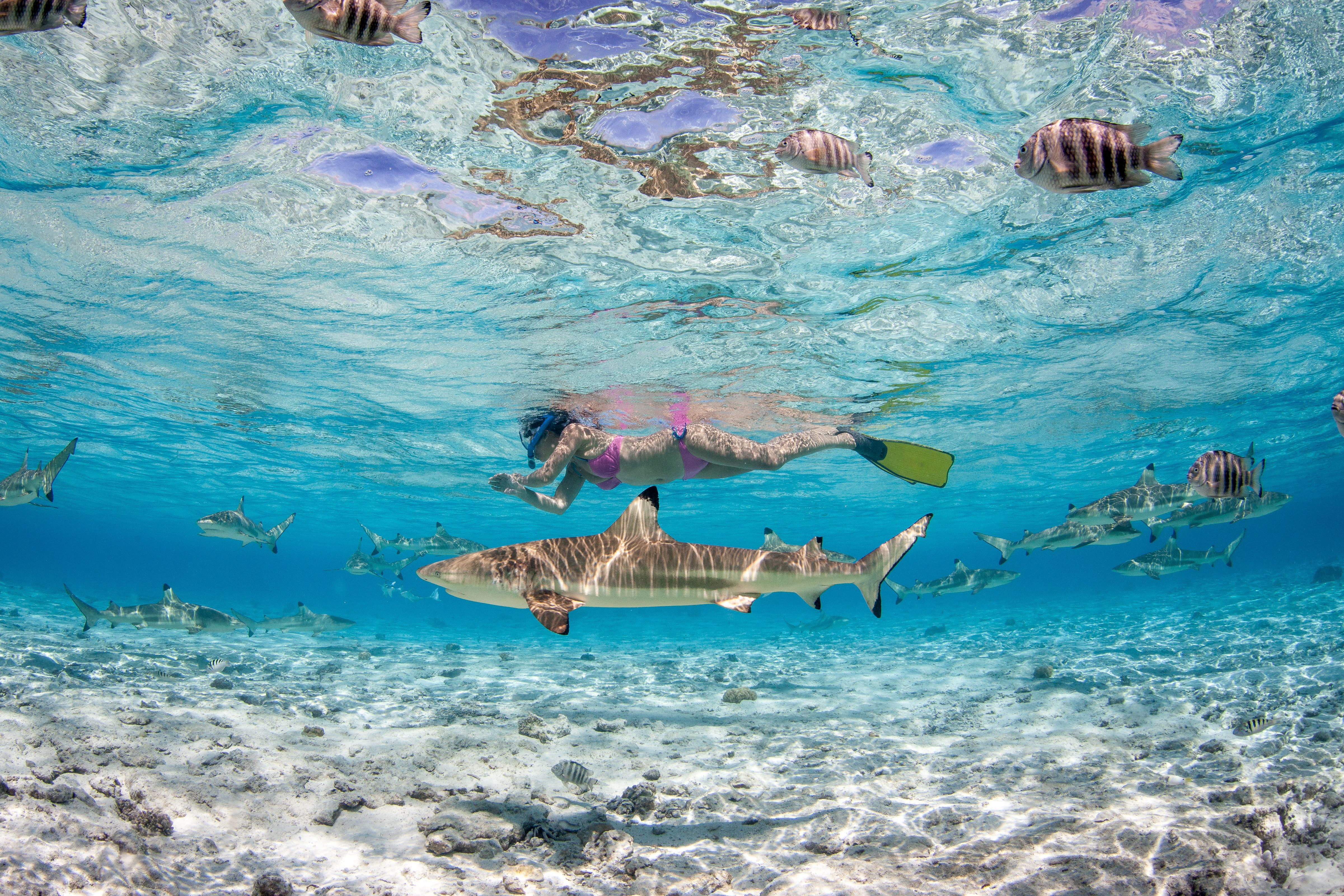 sharks swimming