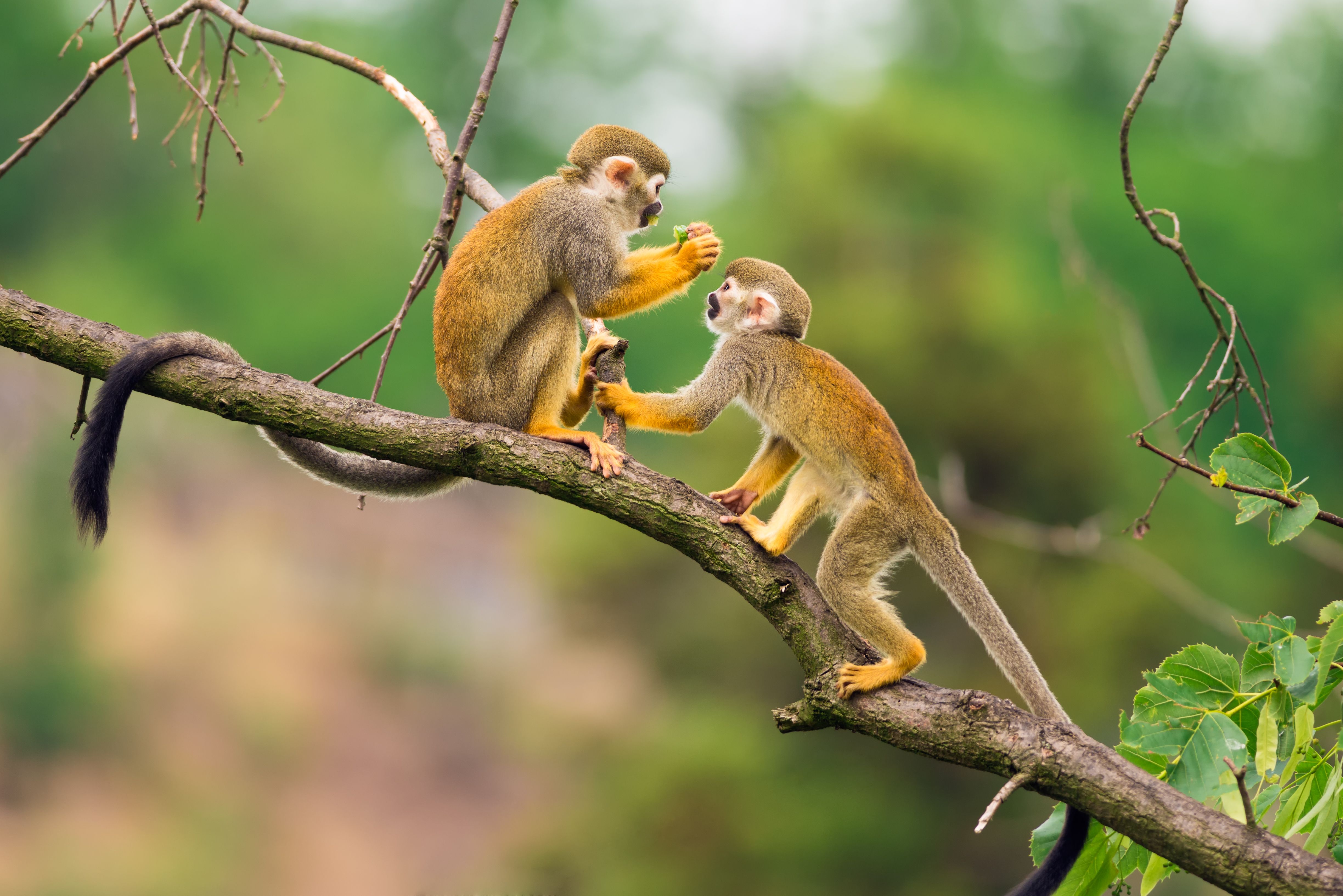Common squirrel monkeys  playing on a tree branch in Suriname
