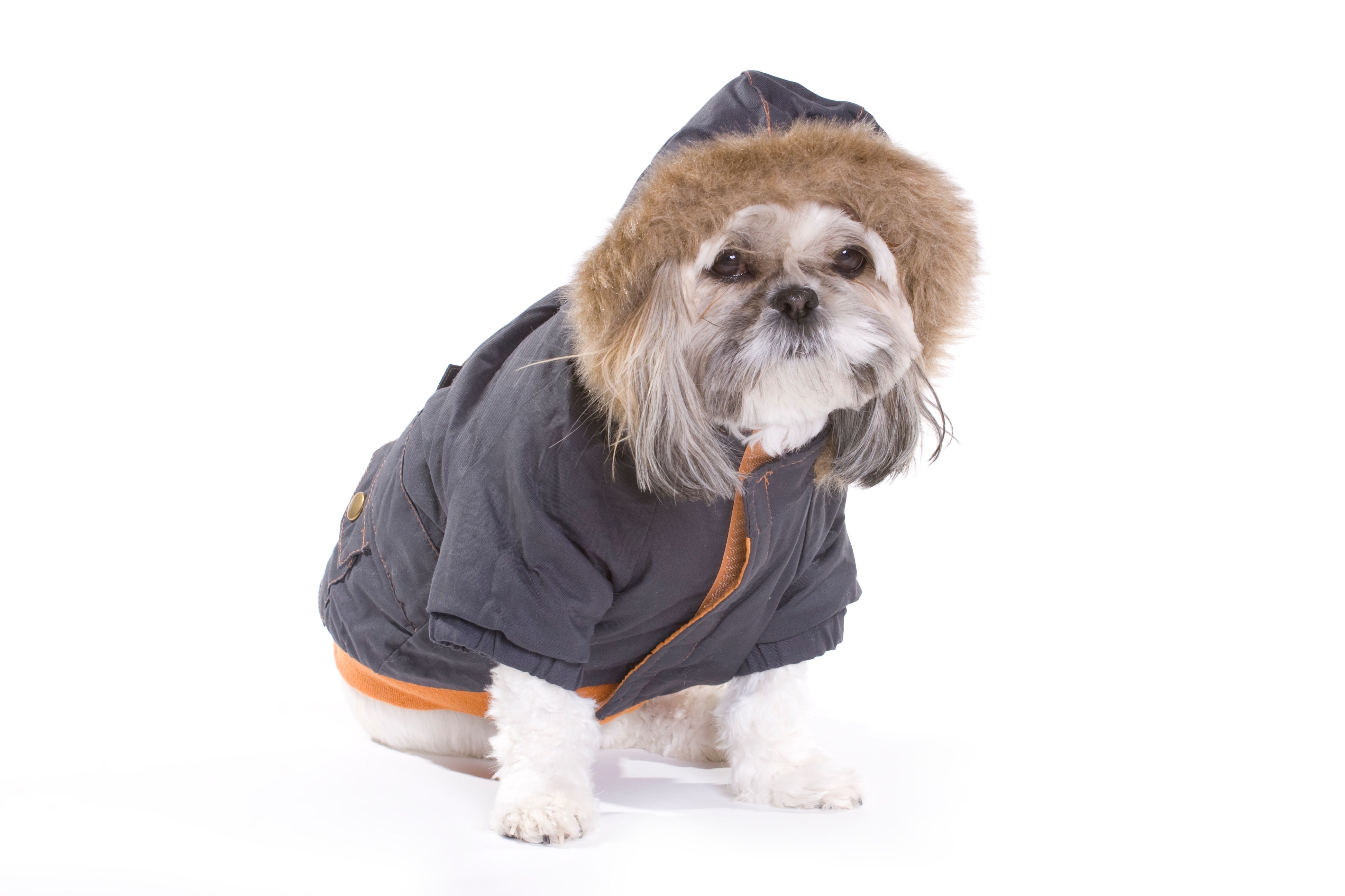 dog winter coat