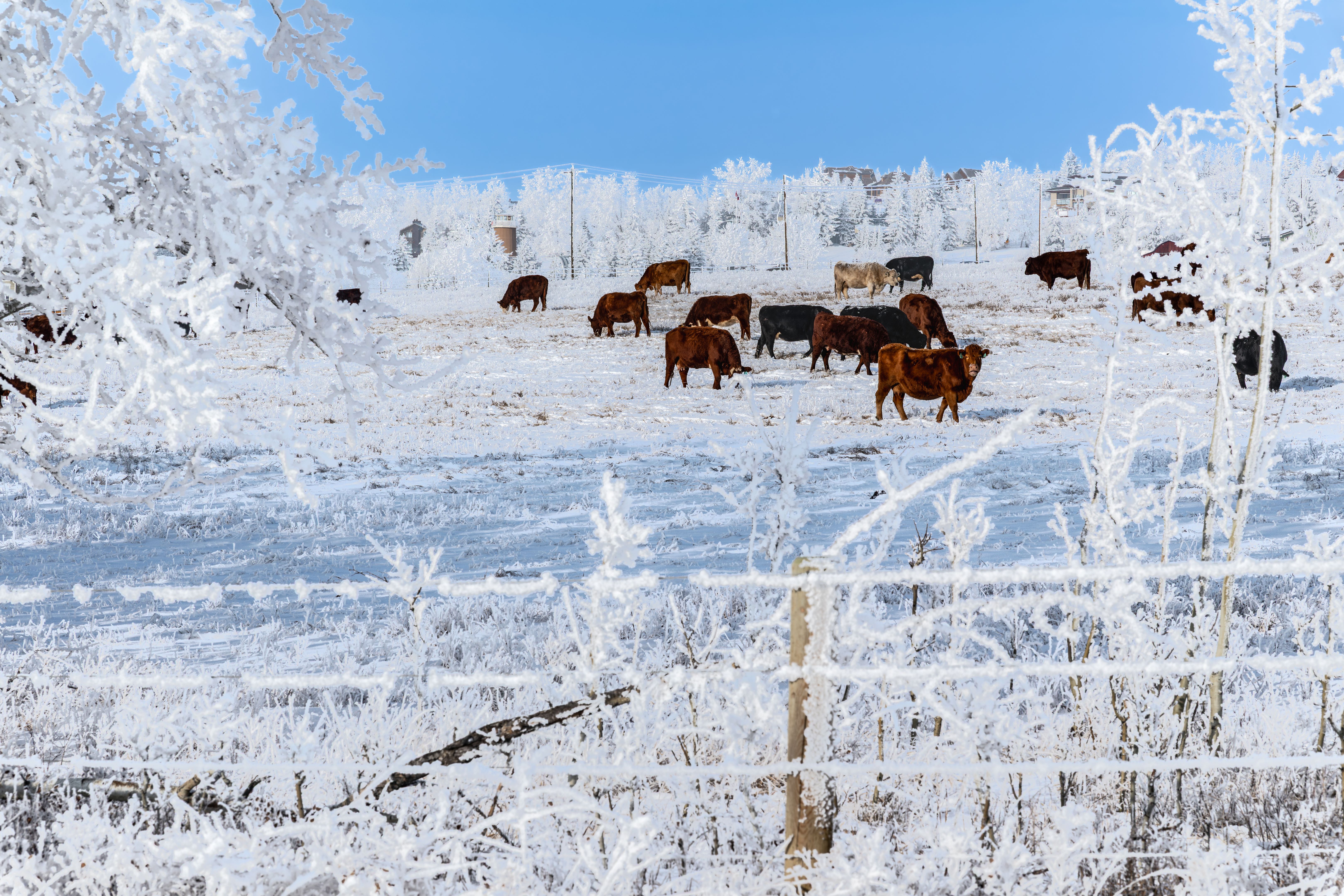 winter cattle feeding