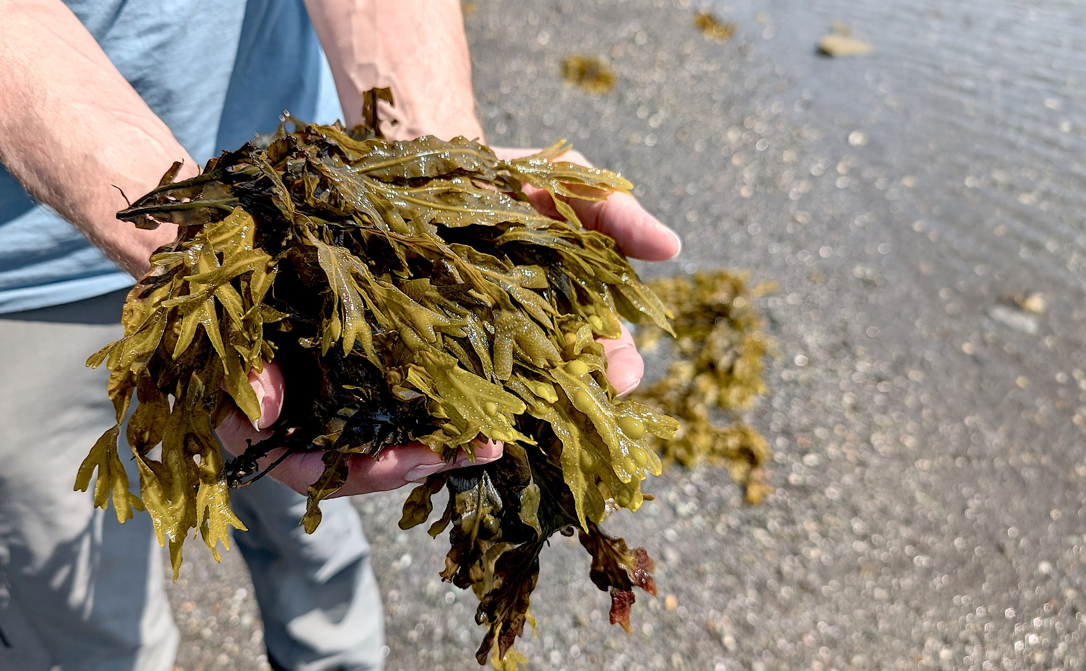 A human holding fresh organic Spiral Wrack (Fucus spiralis) seaweed on the seashore. Concept of healthy nutrient harvest for medical use and food A human holding fresh organic Spiral Wrack (Fucus spiralis) seaweed on the seashore. Concept of healthy nutrient harvest for medical use and food