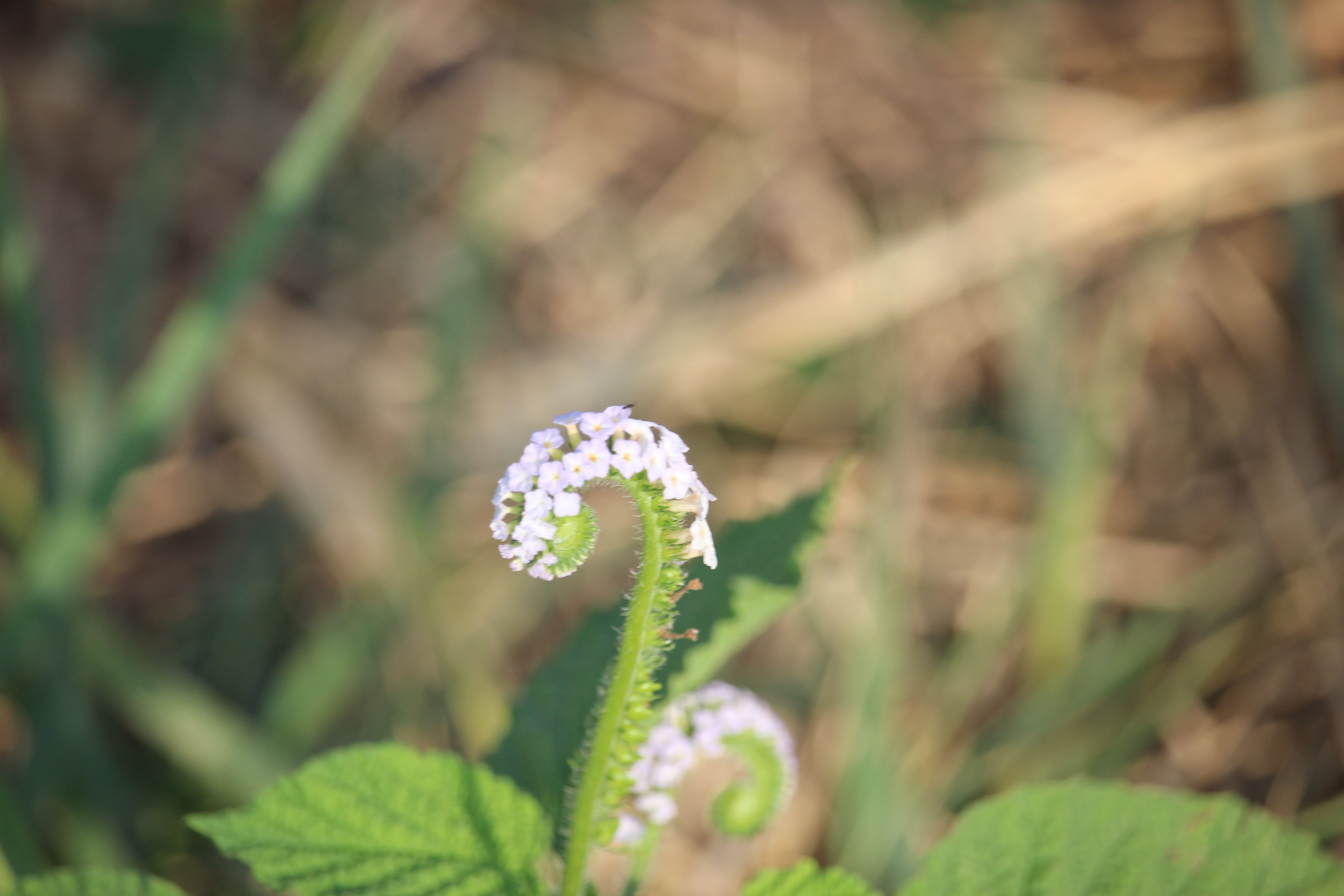 young harris flowers