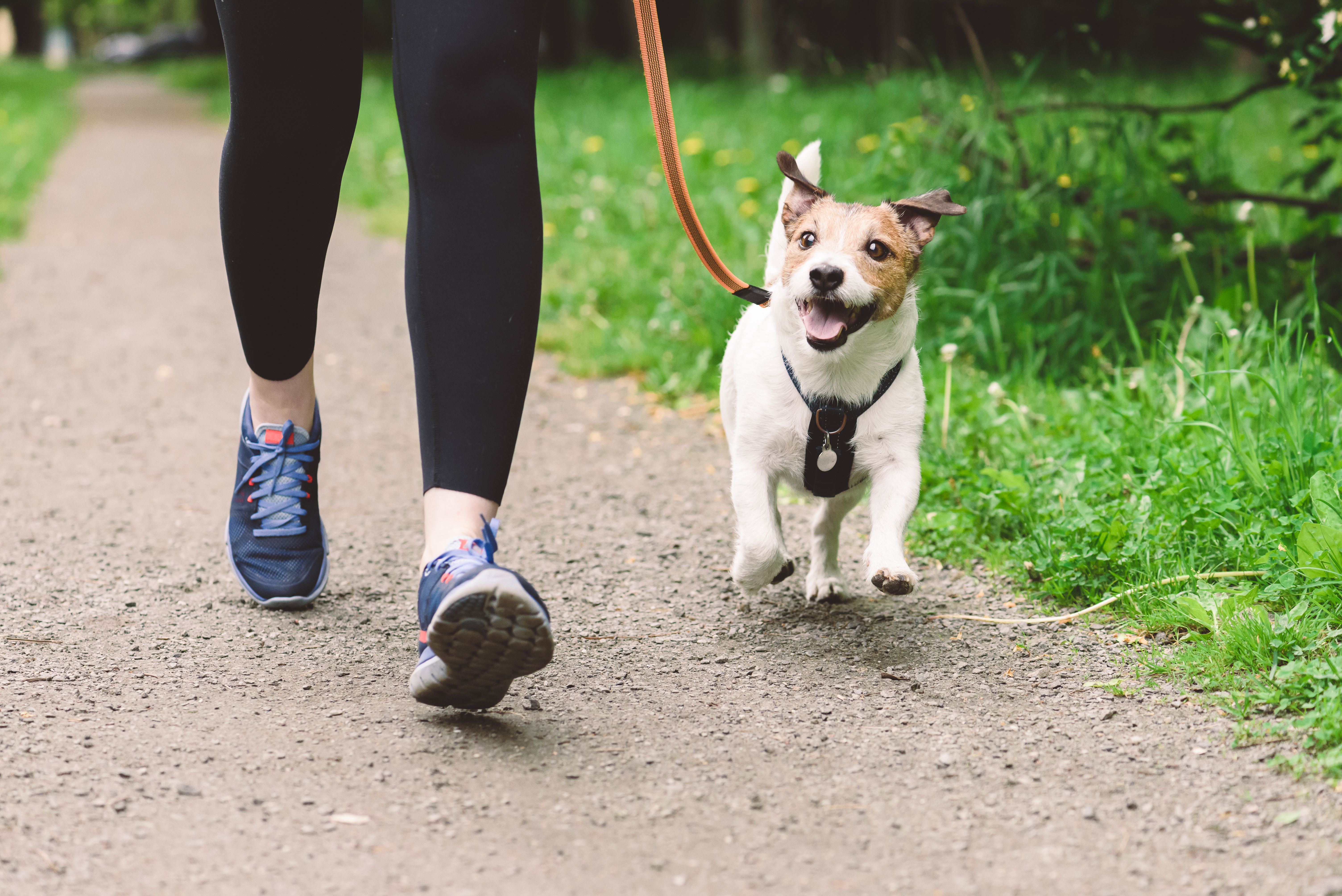 dog walking fitness