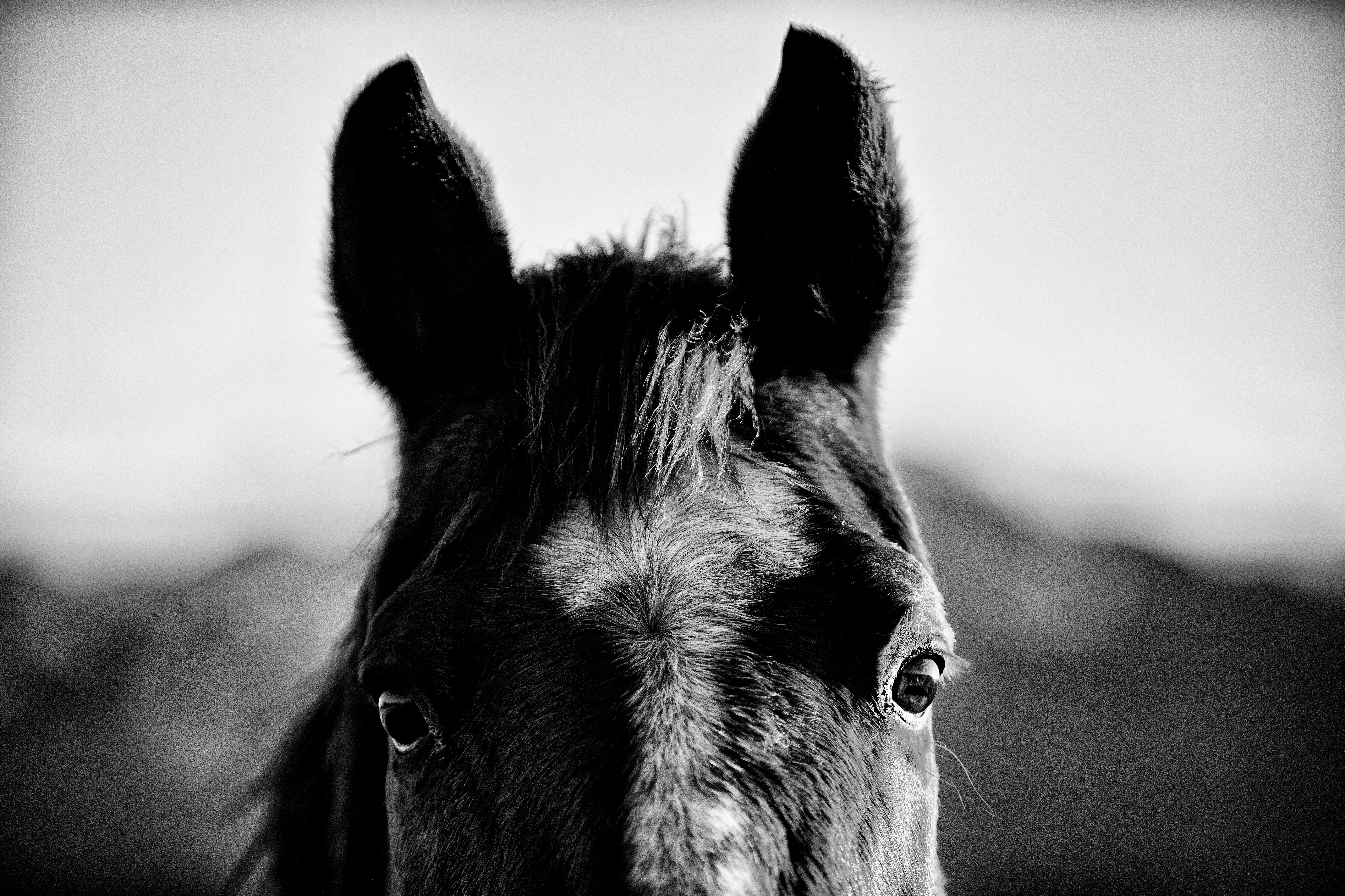 montana horses