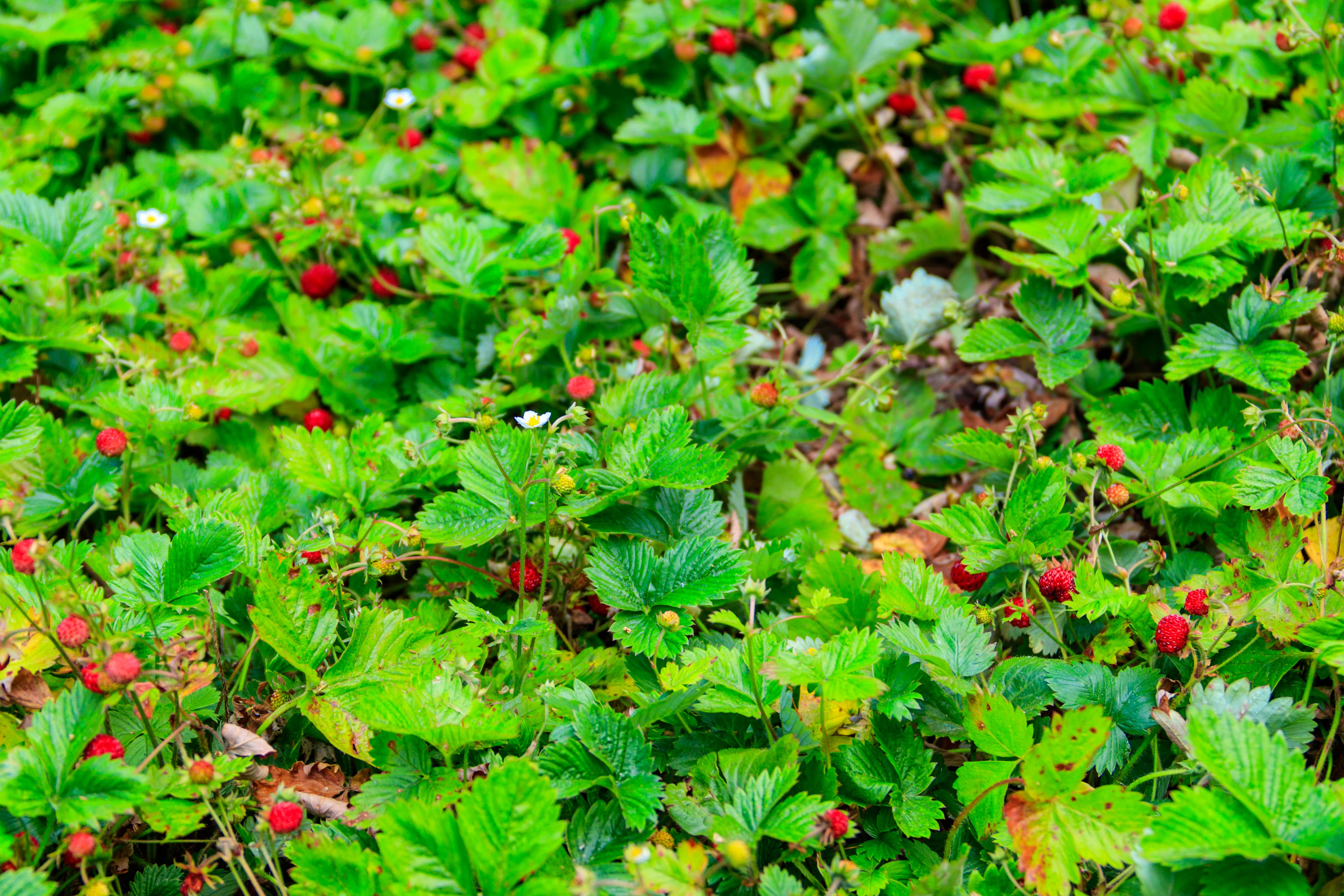 forest strawberries