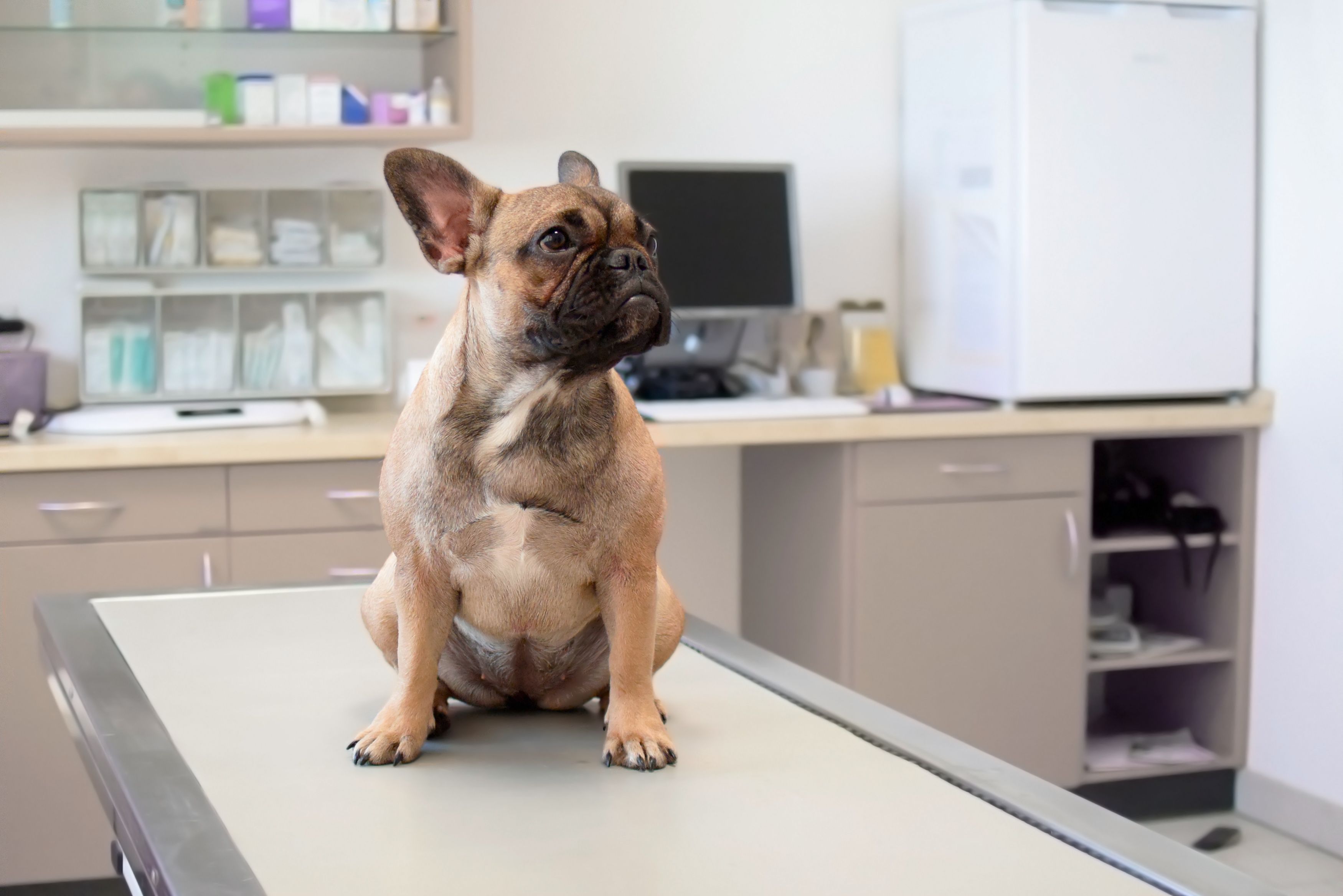 Dog at vet, young female French Bulldog sitting on examination table at veterinary practice clinic Dog at vet, young female French Bulldog sitting on examination table at veterinary practice clinic