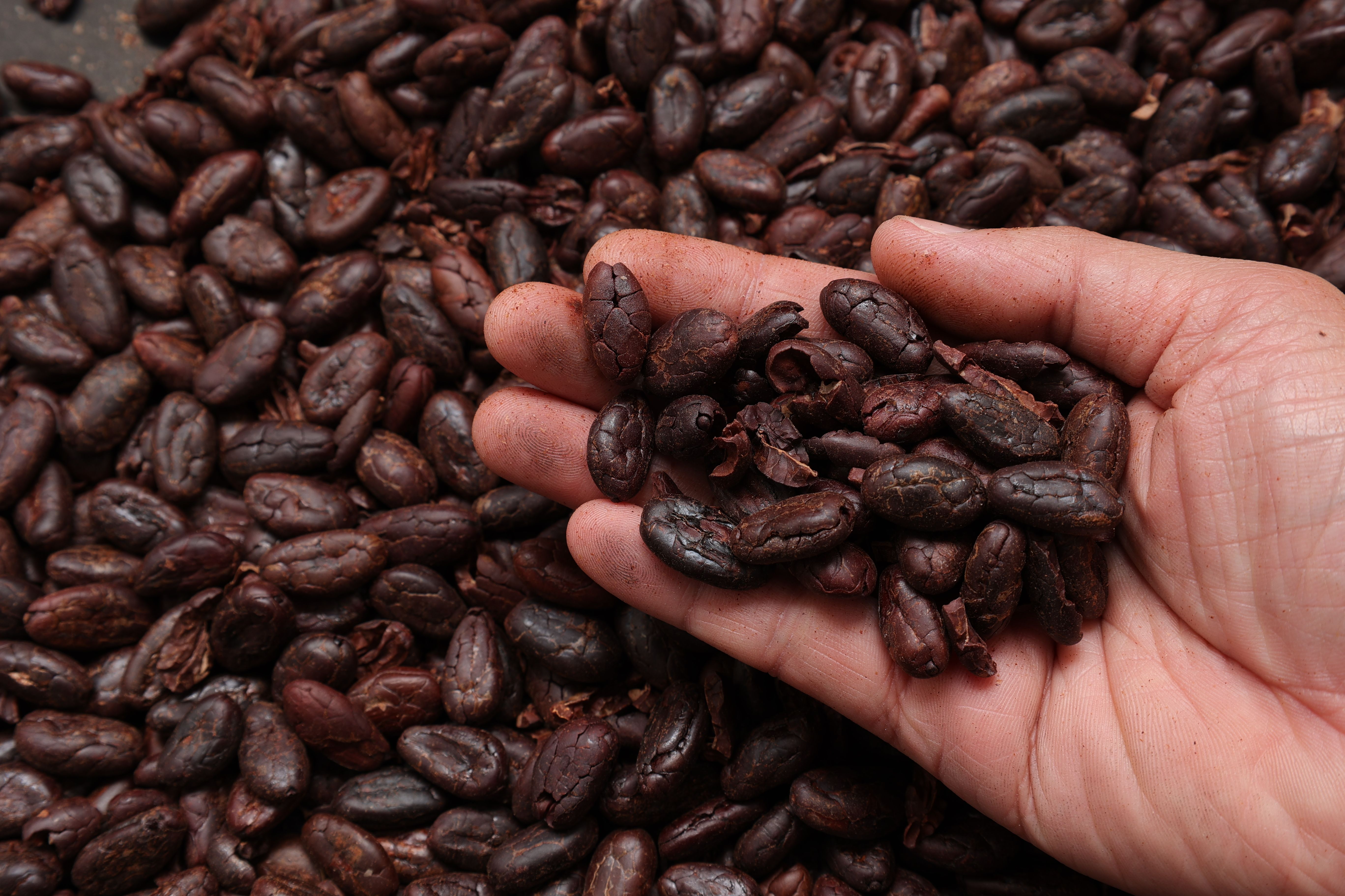 cocoa beans