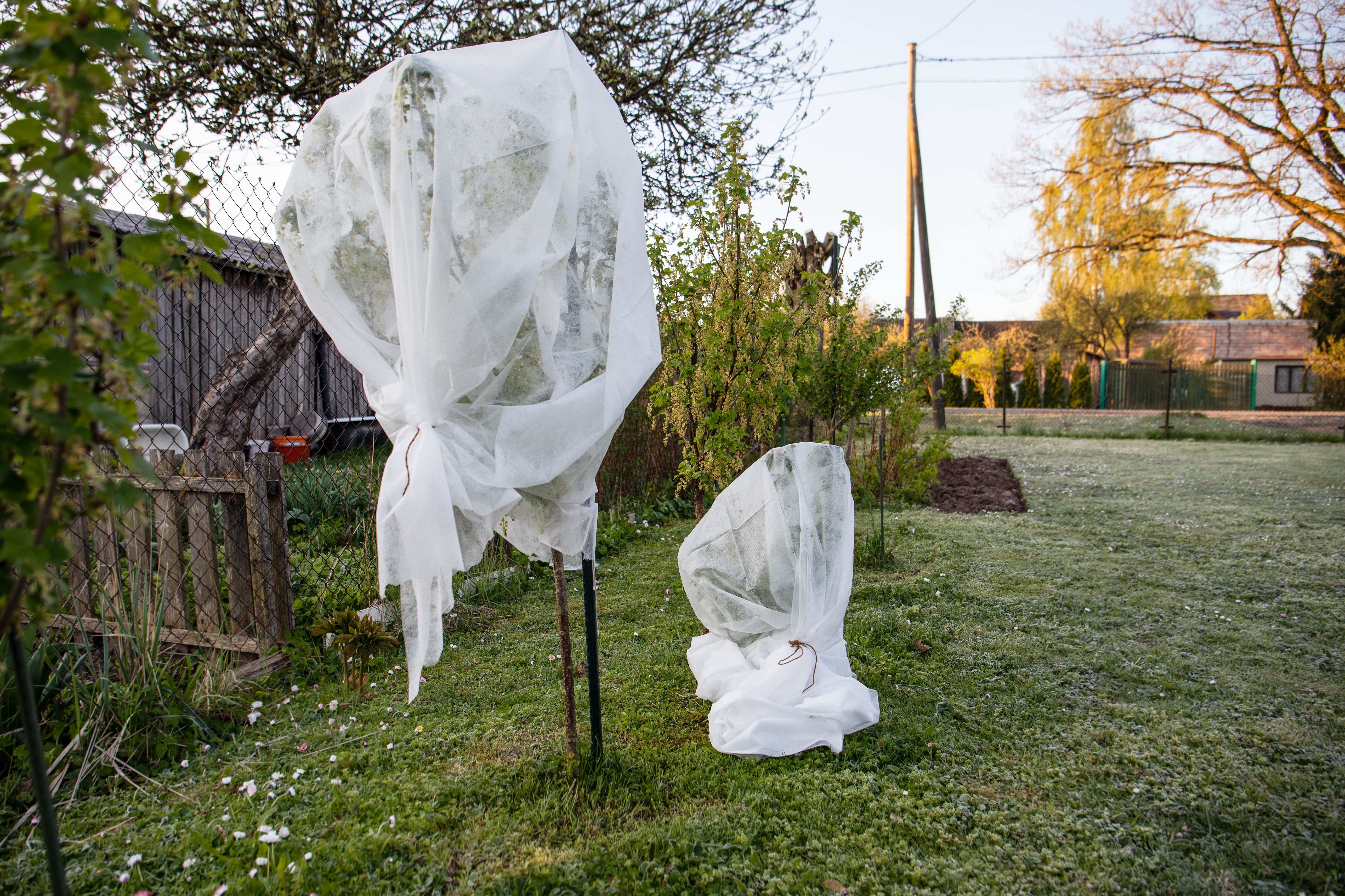 frost protection